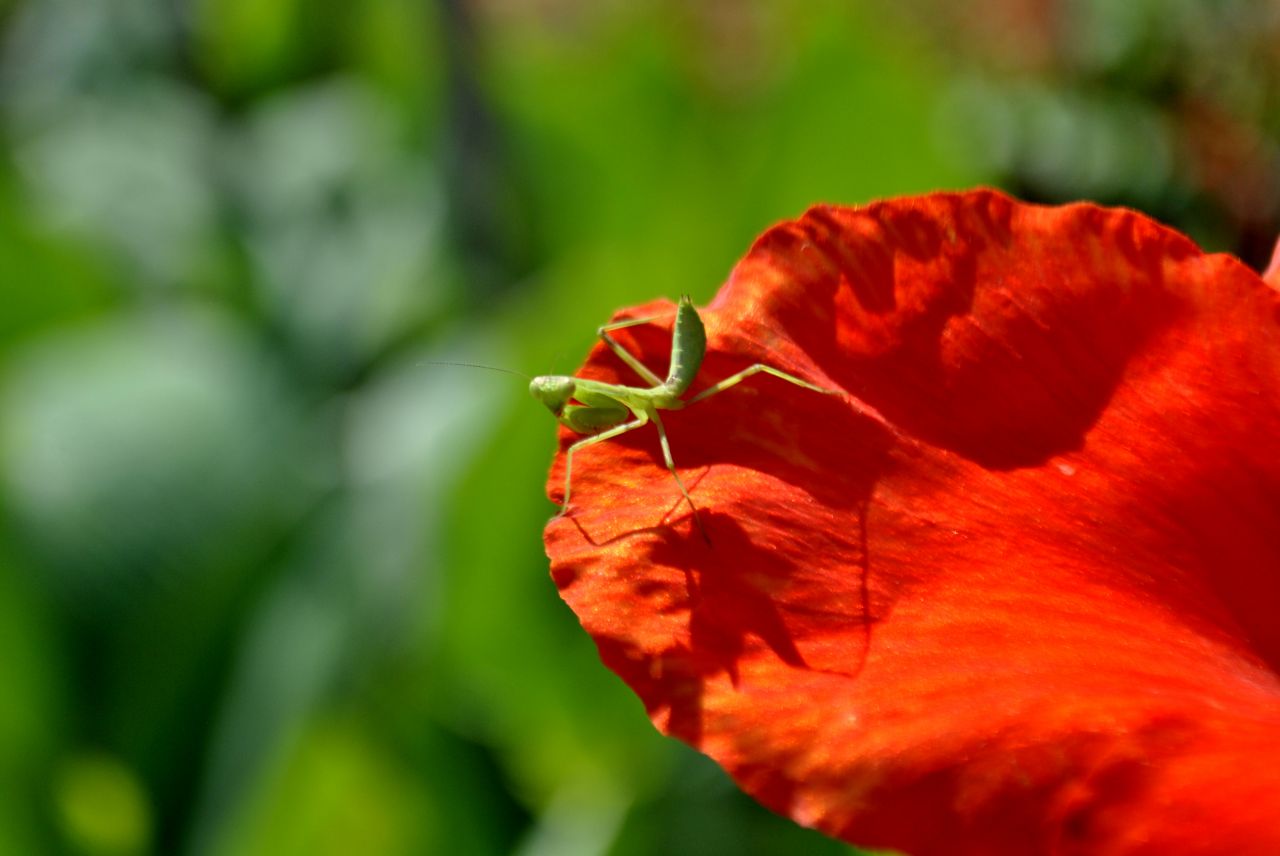 Green Insect On Flower Stock Free