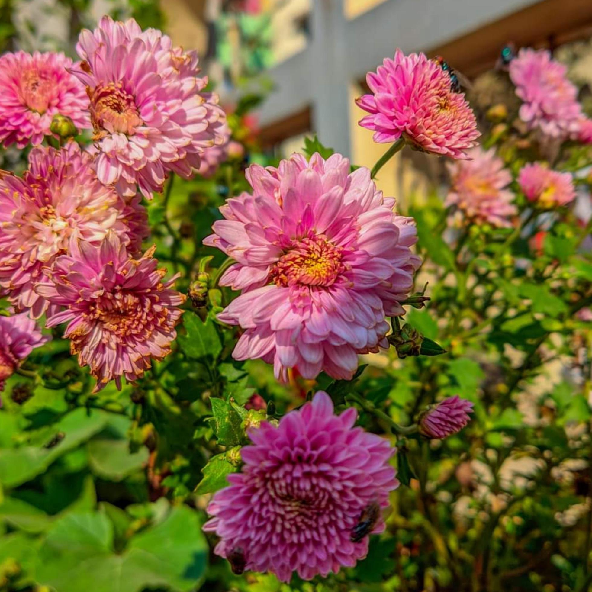 commonly called the garden cosmos, flower blooming in the garden Stock Free