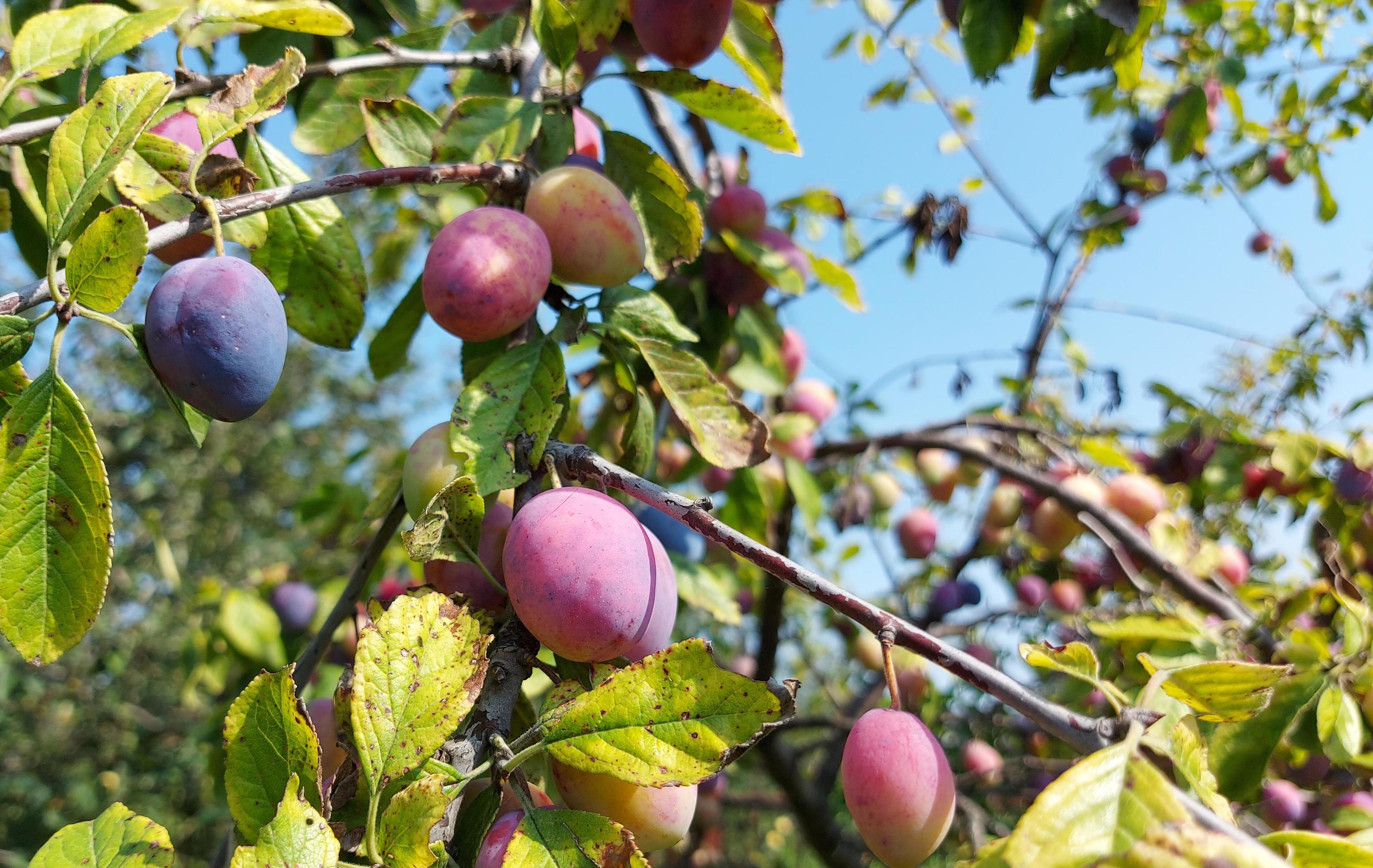 
									plum growing in the garden on the branches. food, plant, tree. summer, fruit, gardening. Stock Free