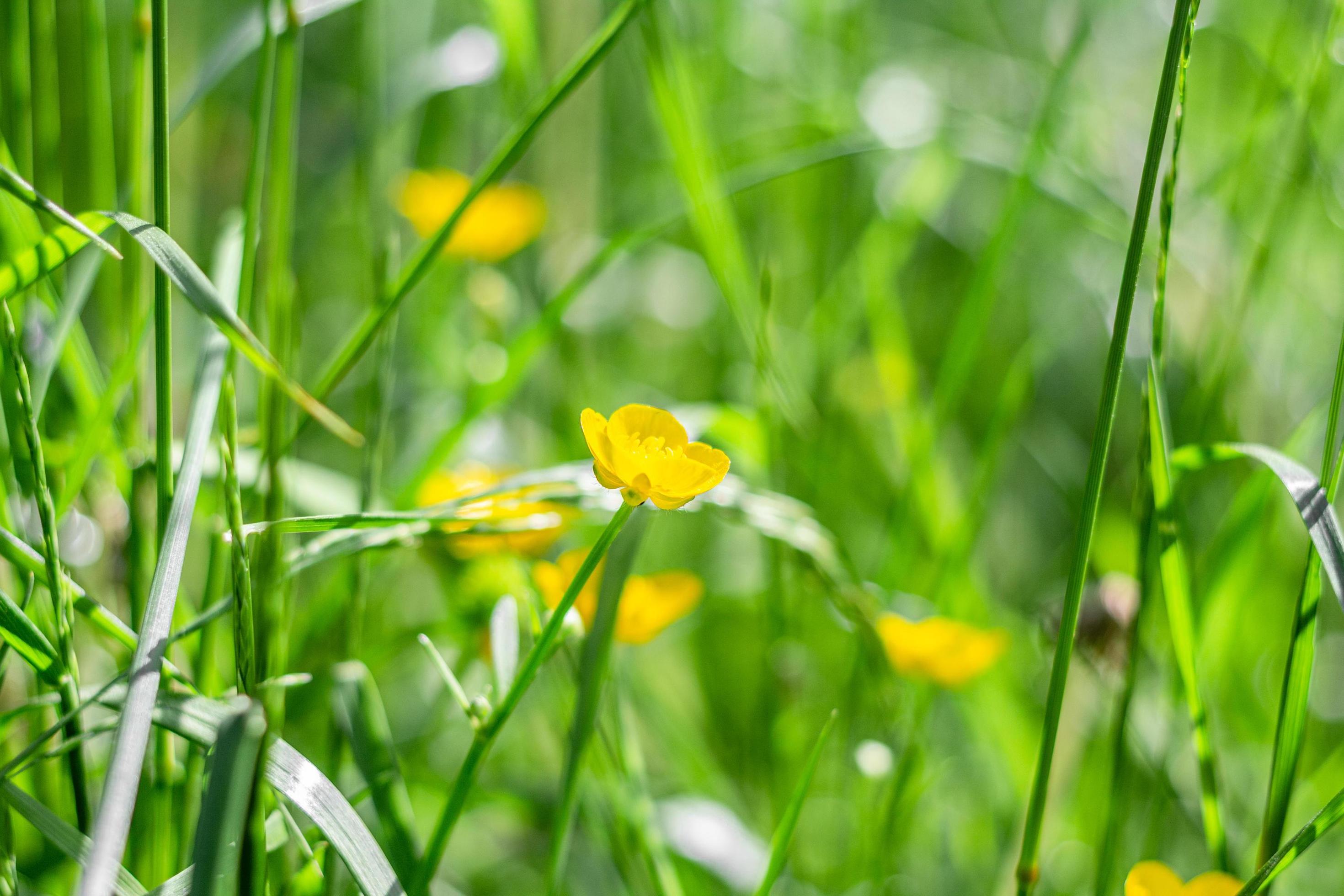 Delicate flowers of celandine Chelidonium. Beautiful banner or postcard. Stock Free