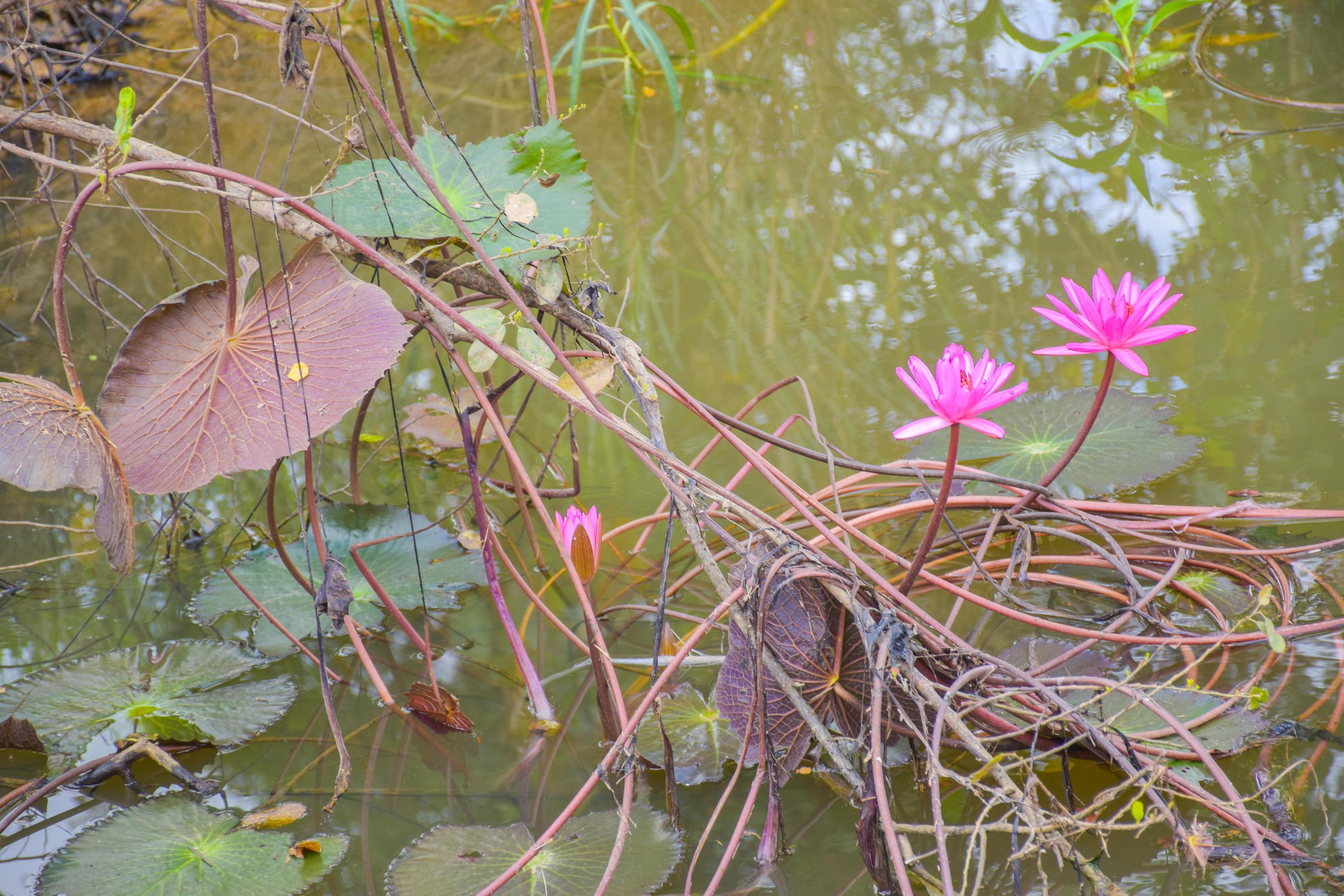 pink lotus flower in water and corner beauty leaves natur Stock Free