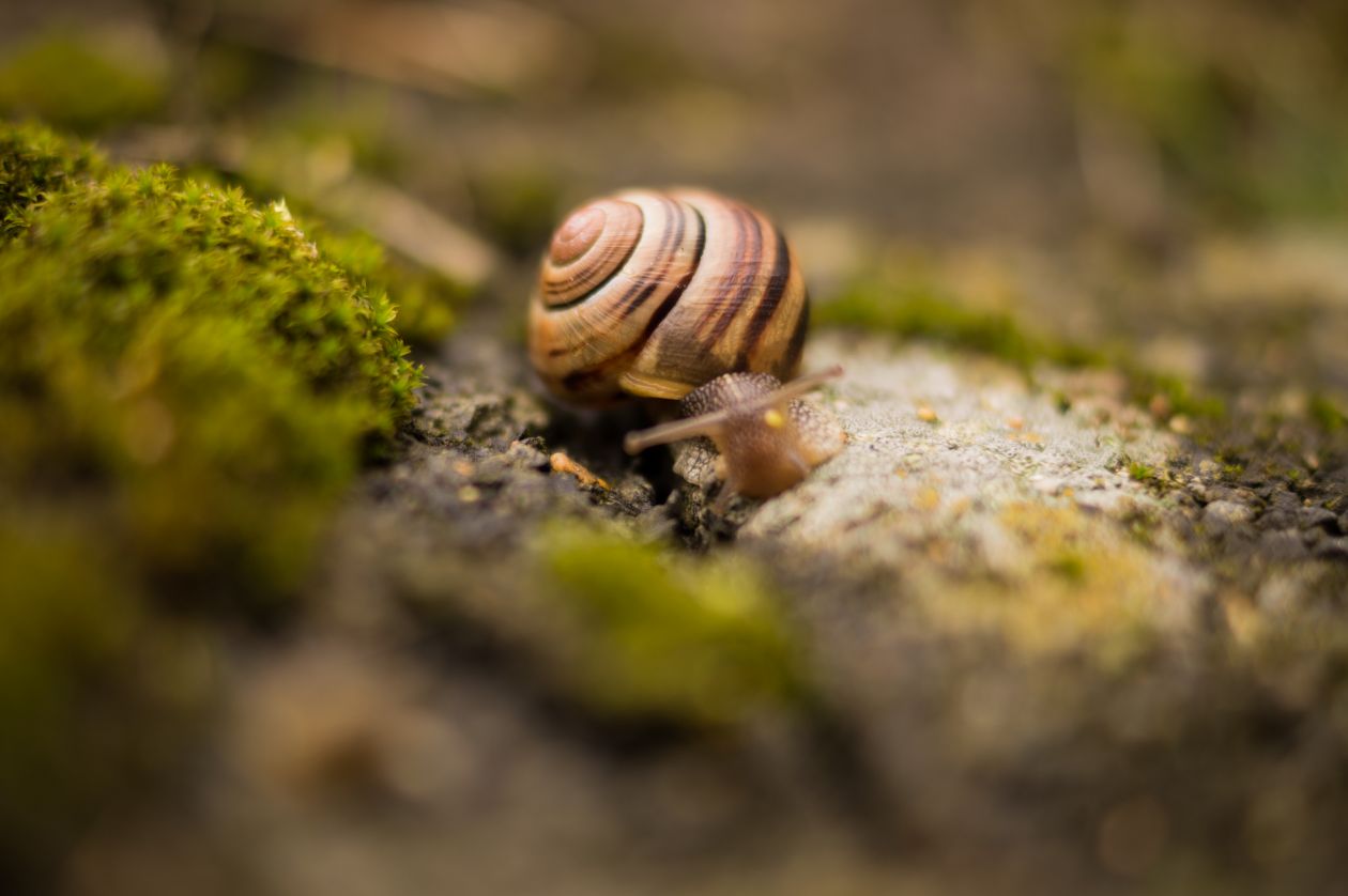 Snail with house Stock Free