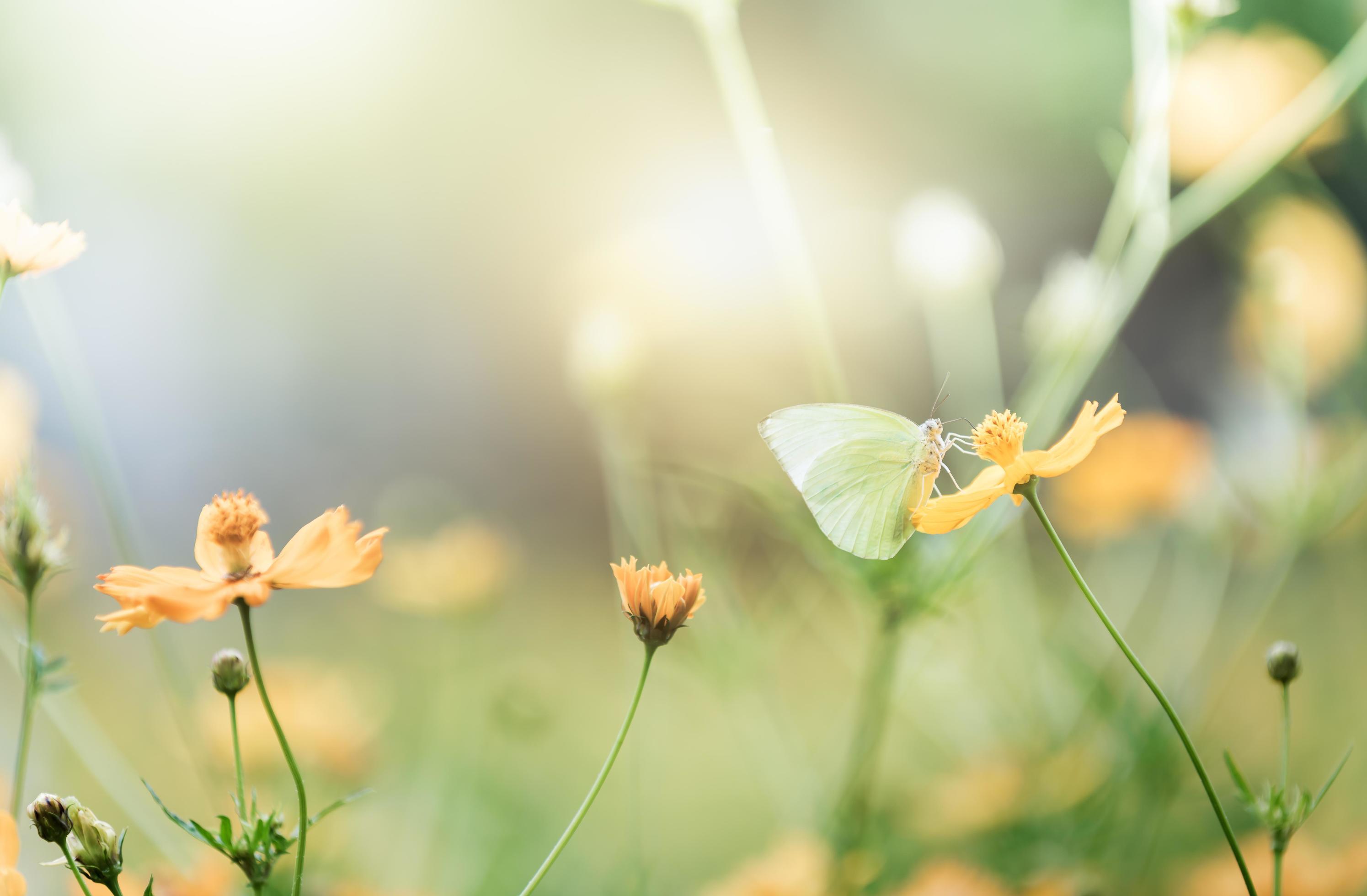 cute butterfly on yellow cosmos flower Stock Free