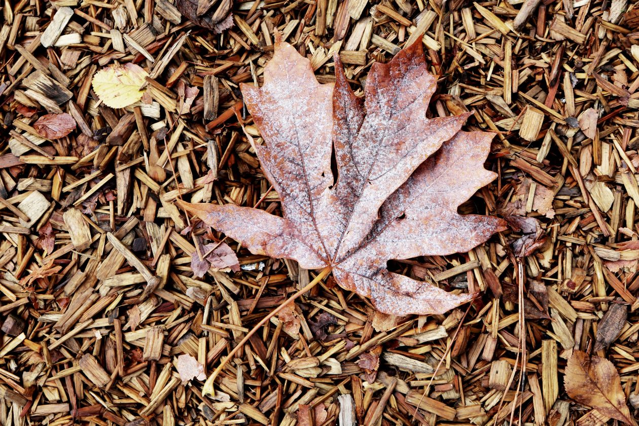 Leaf On Wood Carpet Stock Free