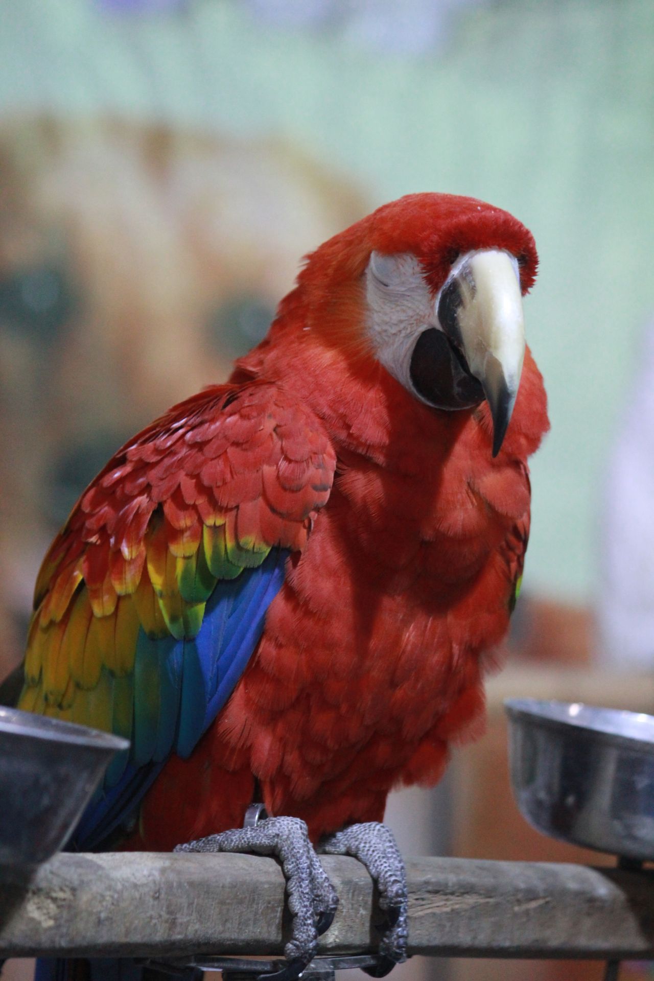 Scarlet Macaw Bird Colorful Stock Free