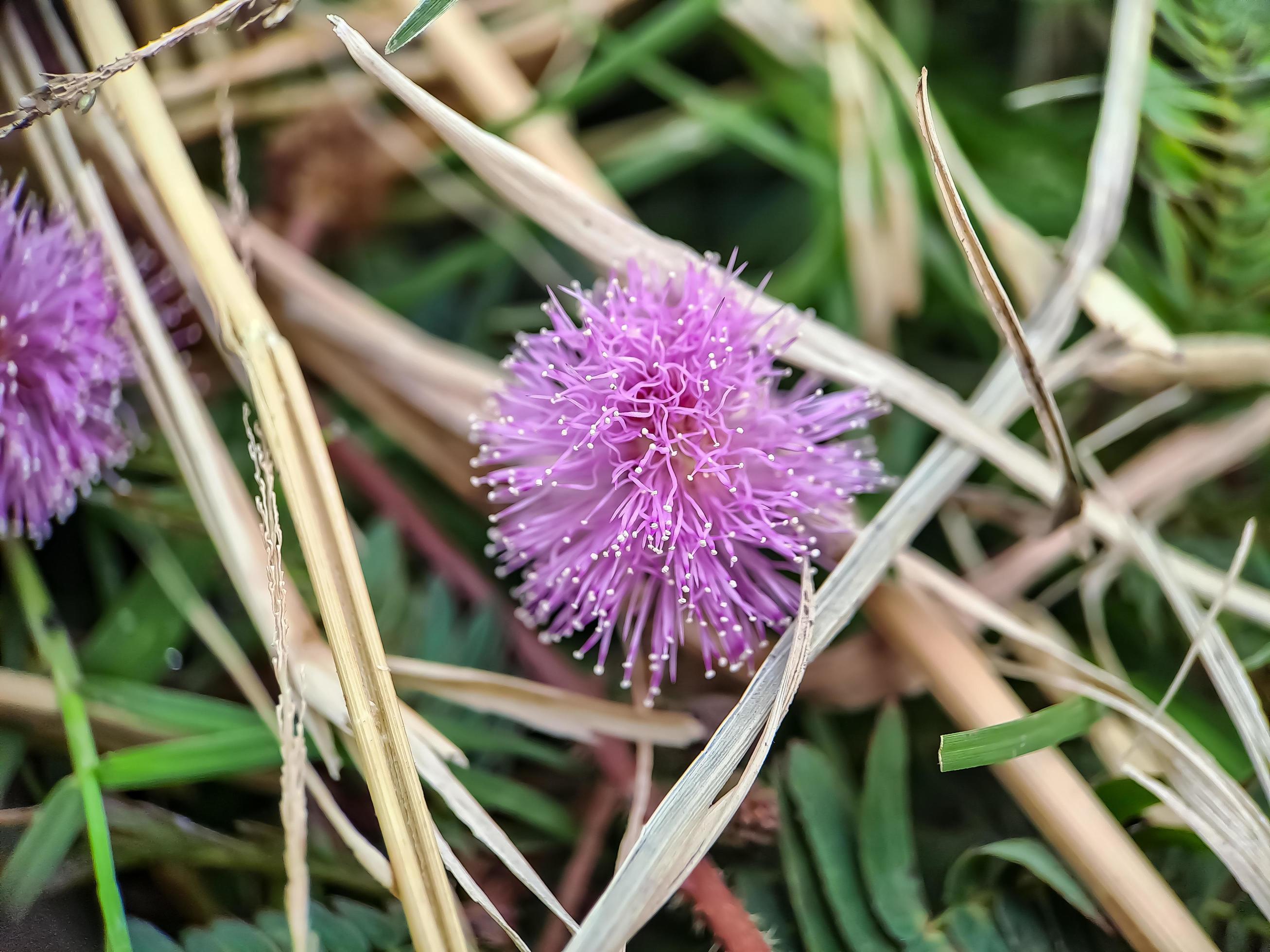 Mimosa strigillosa is a member of the original and perennial pea family, the Fabaceae family Stock Free