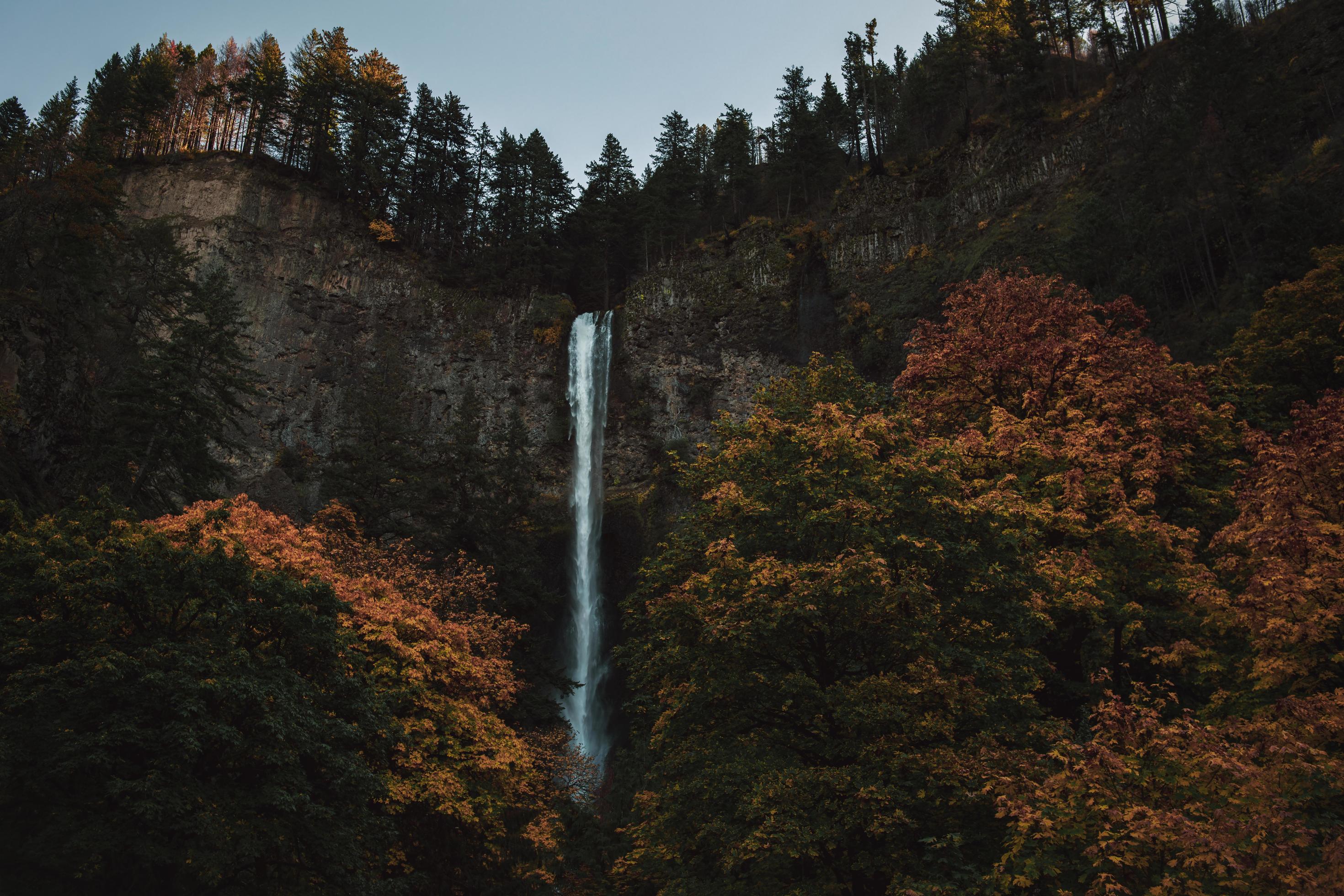 Waterfall surrounded by trees Stock Free