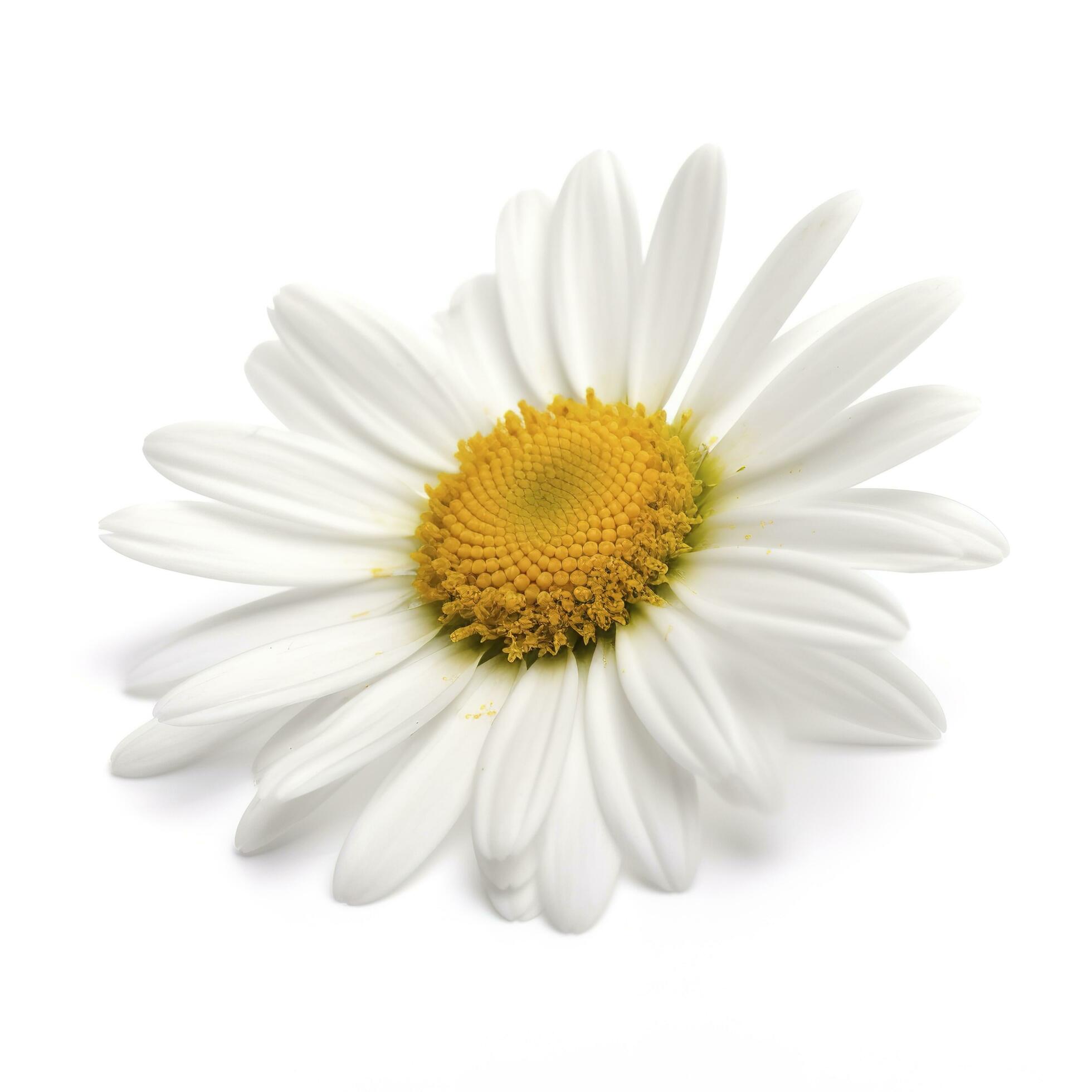 Daisy flower with isolated on white background, generate ai Stock Free