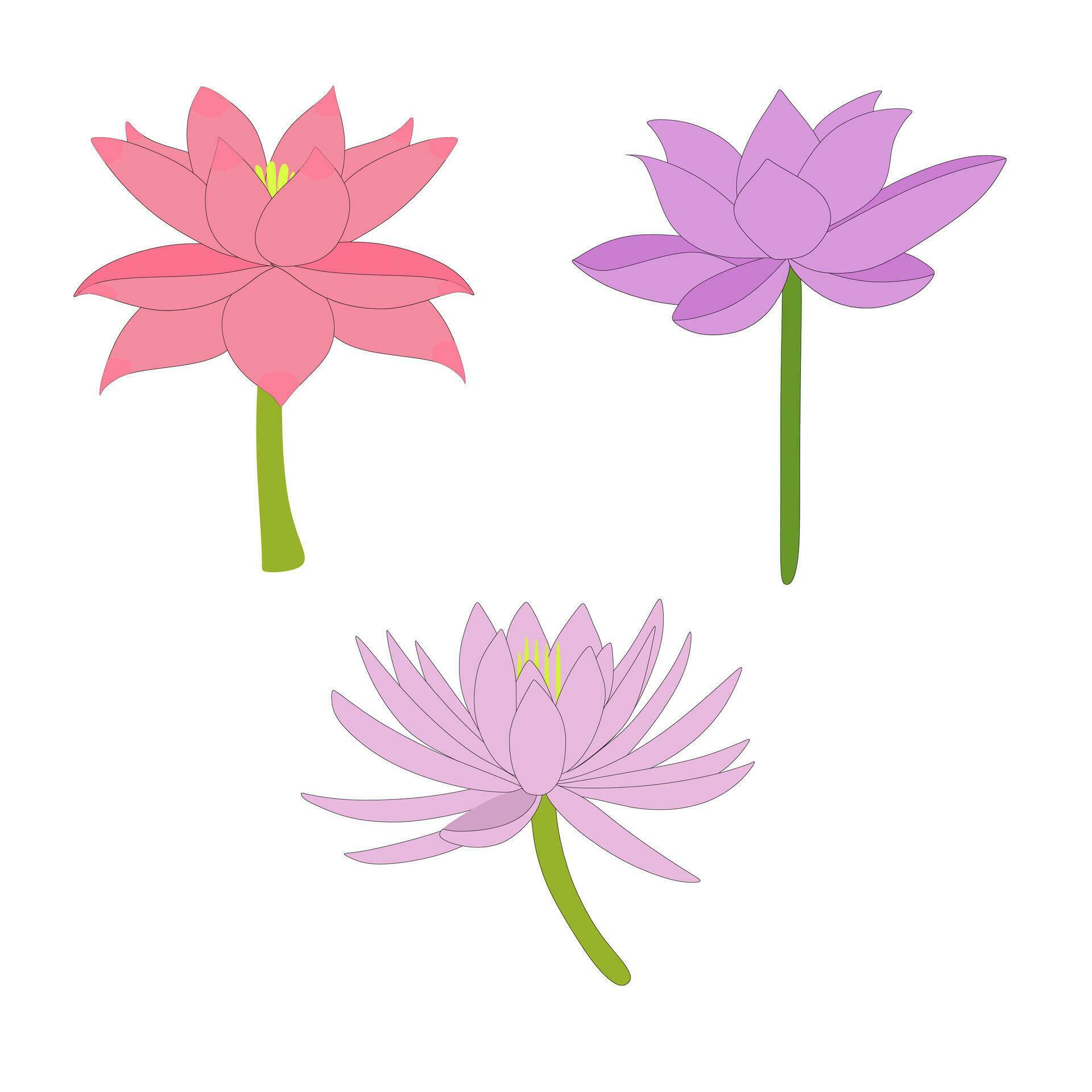 Water Lily Lotus Flower Collection Set Stock Free