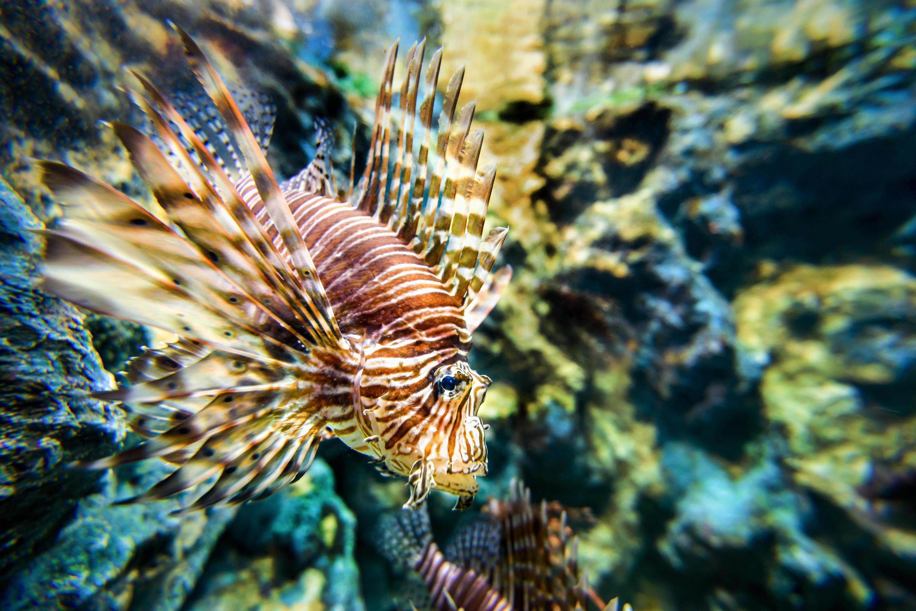 Lionfish or Pterois miles Stock Free