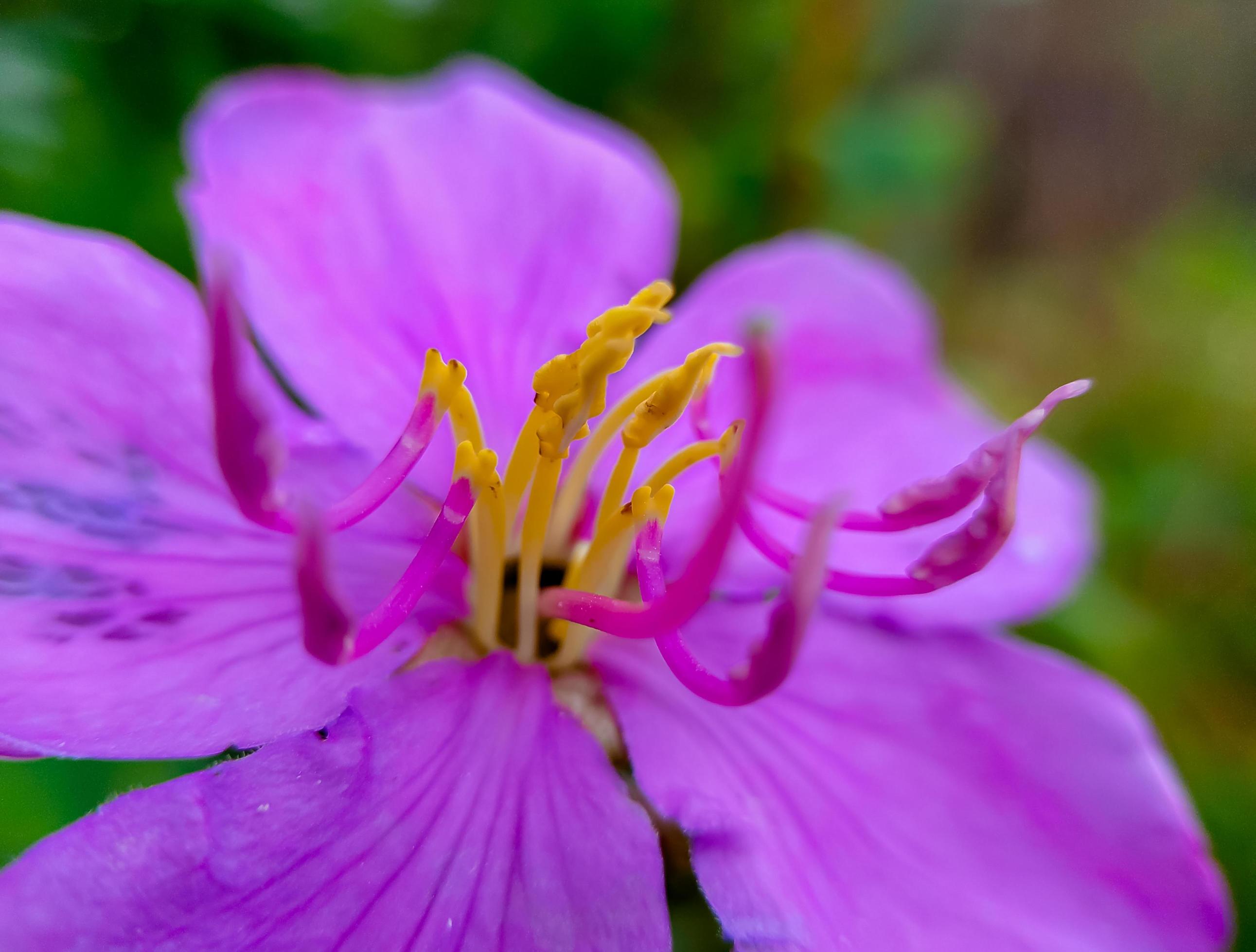 Senduduk or known scientifically as Melastoma malabathricum, beautiful purple flower, flower wallpaper Stock Free