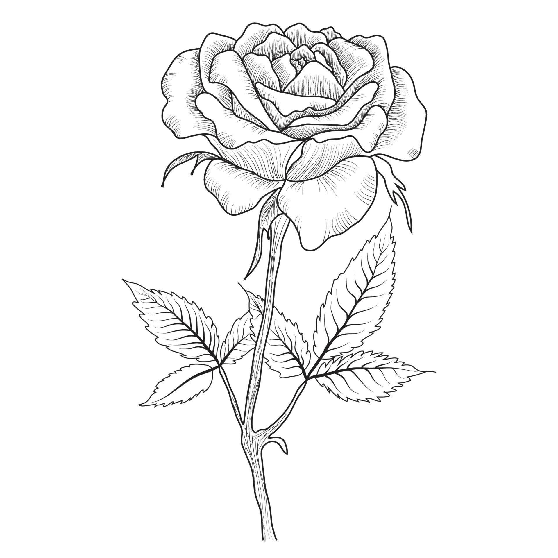 Stock Free line art and hand drawing flower art black and white flat design simple flower Stock Free