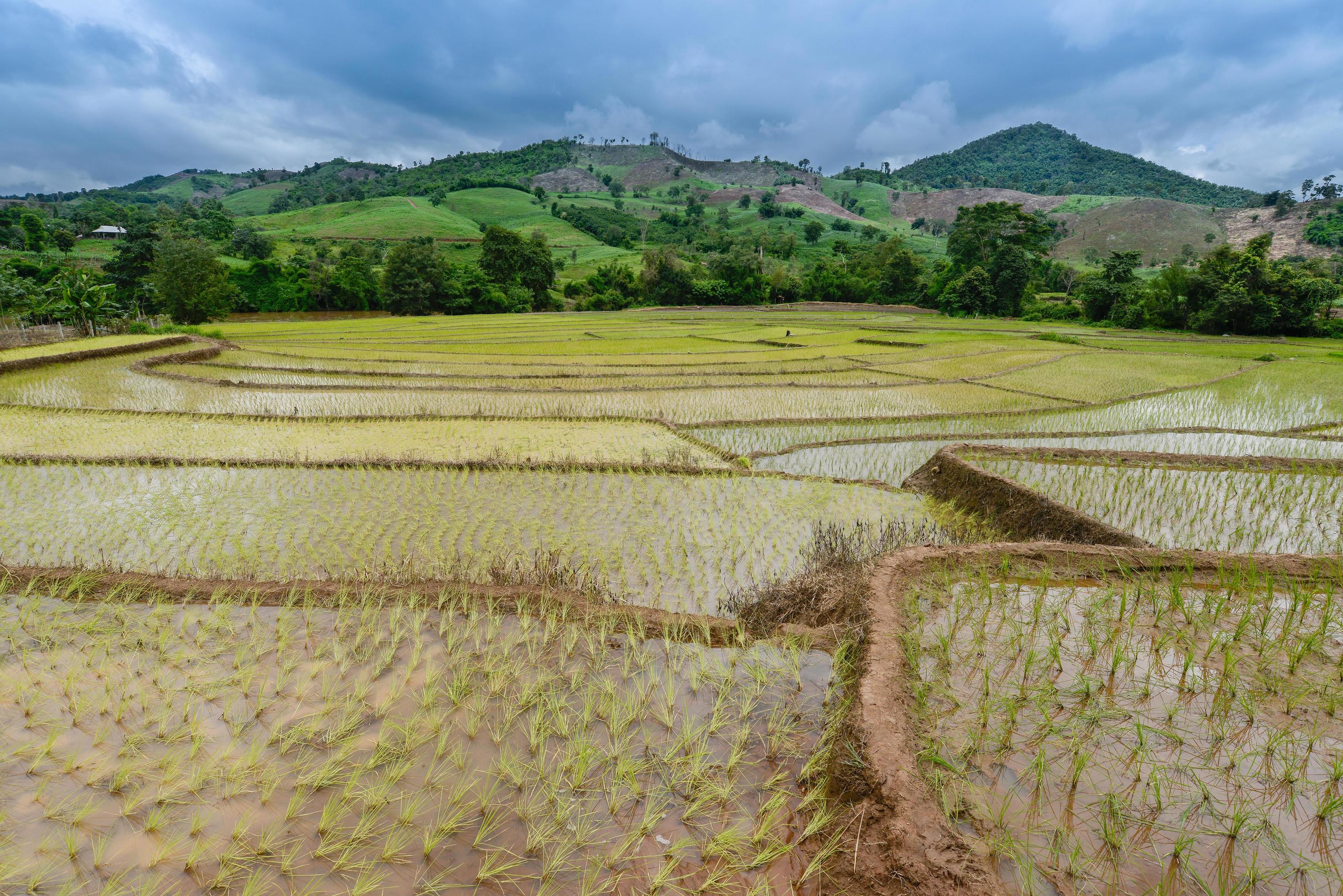 The rice terraces and agriculture filed of the countryside of Chiang Rai province the northern province in Thailand. Stock Free