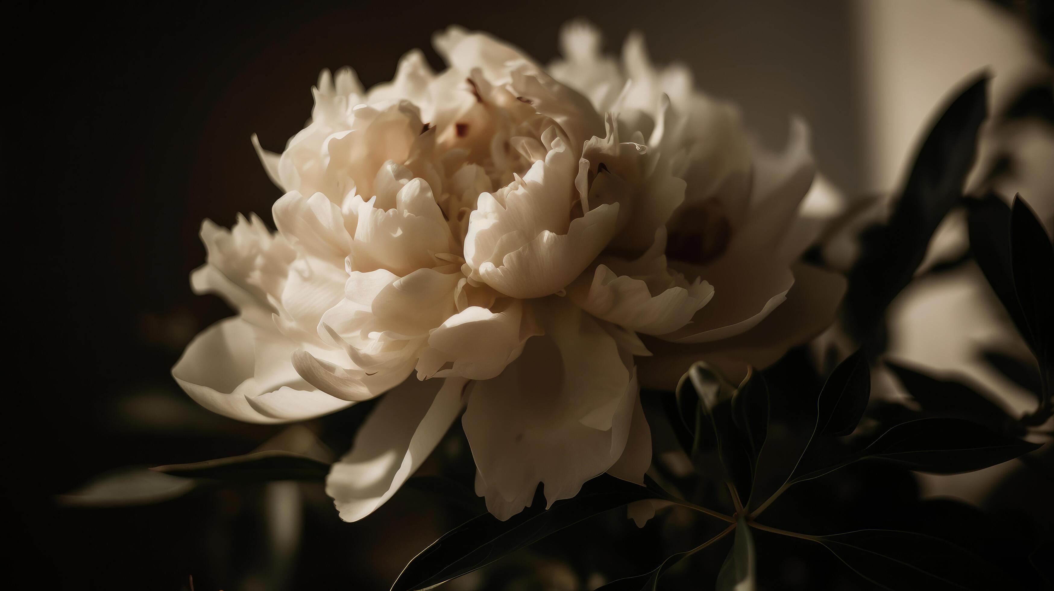 Peony flower natural background. Illustration Stock Free