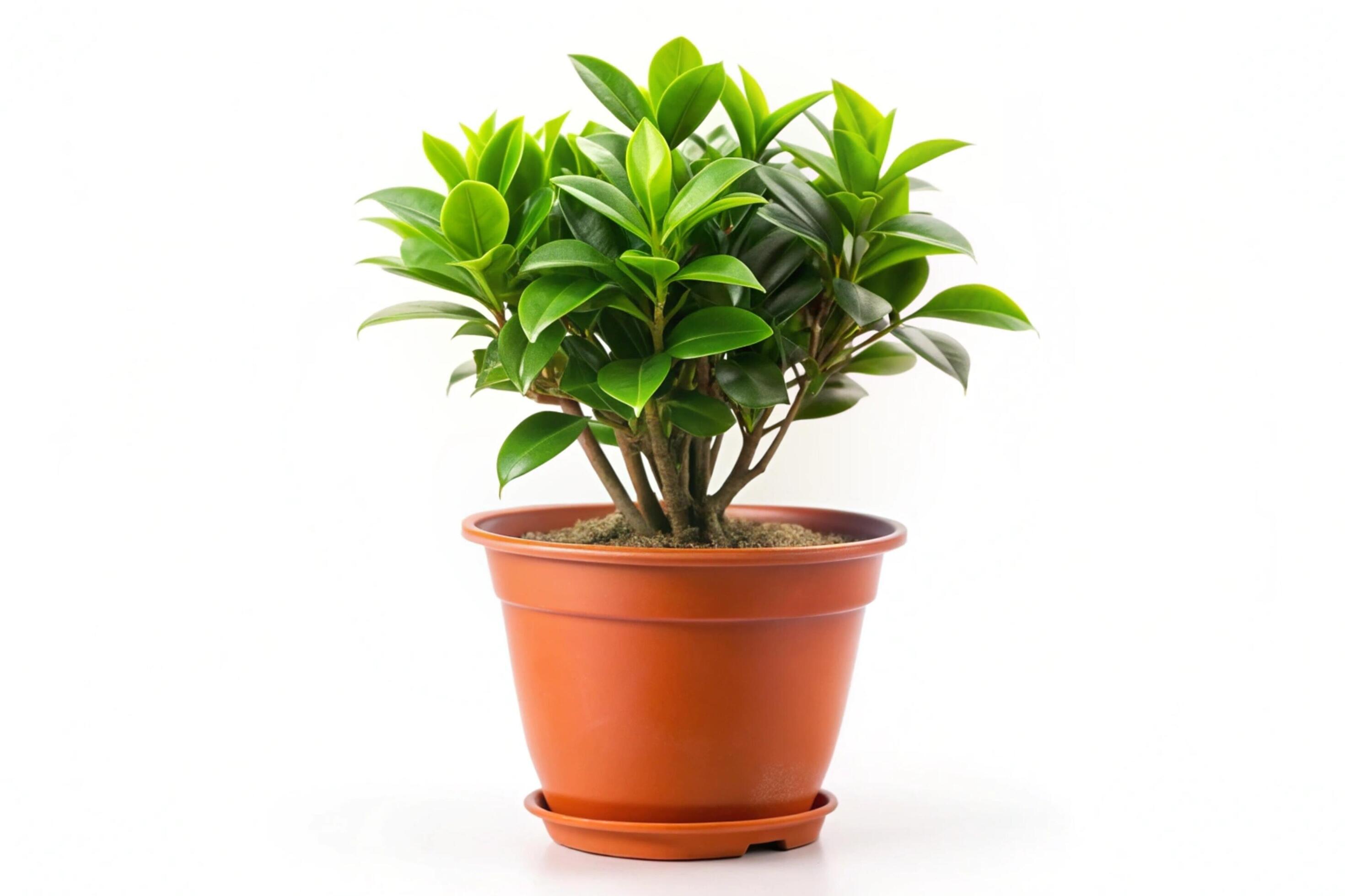 Small plant isolated on white background Stock Free