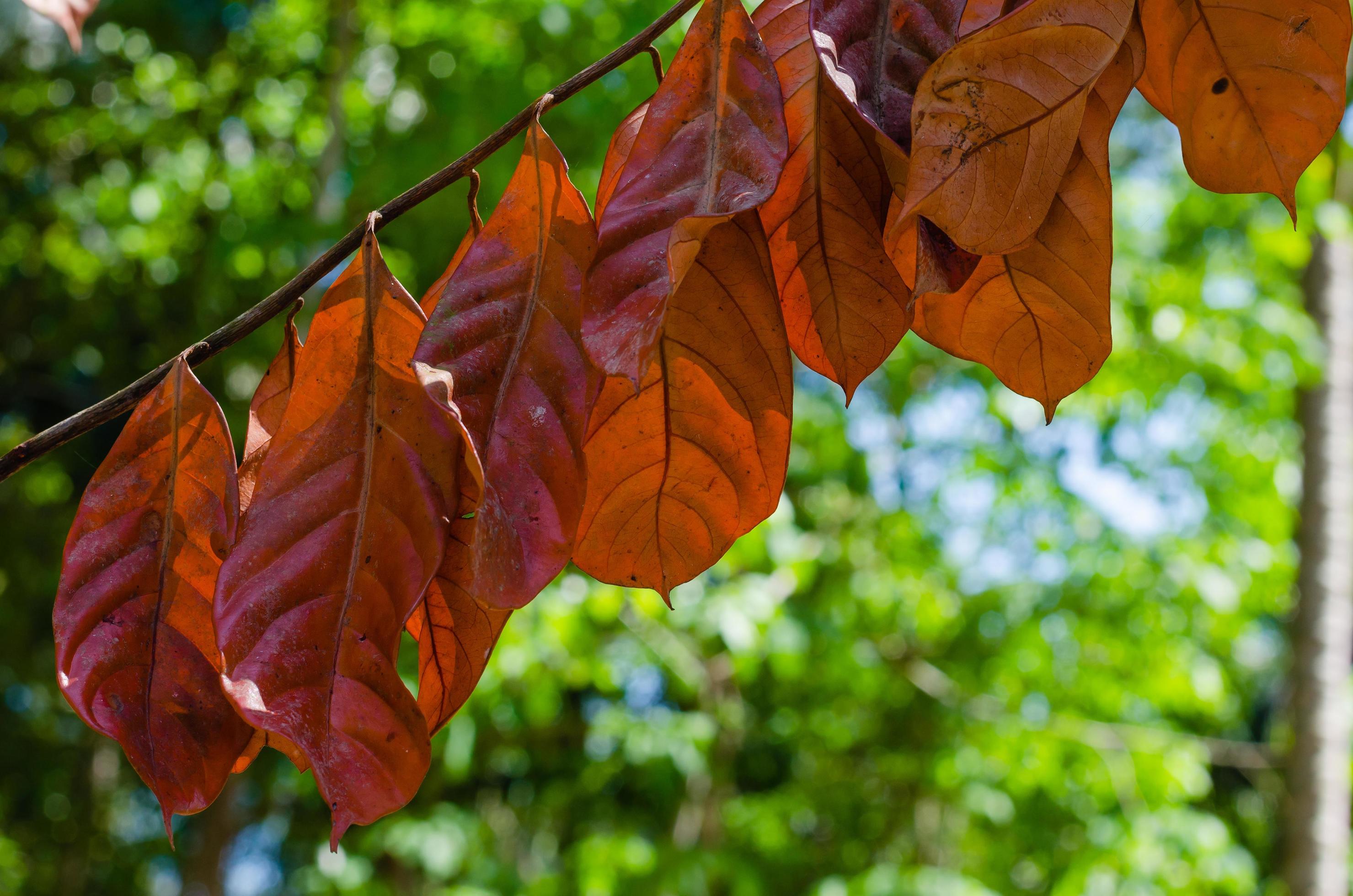 Brown Dried Leaves for Natural Background Stock Free