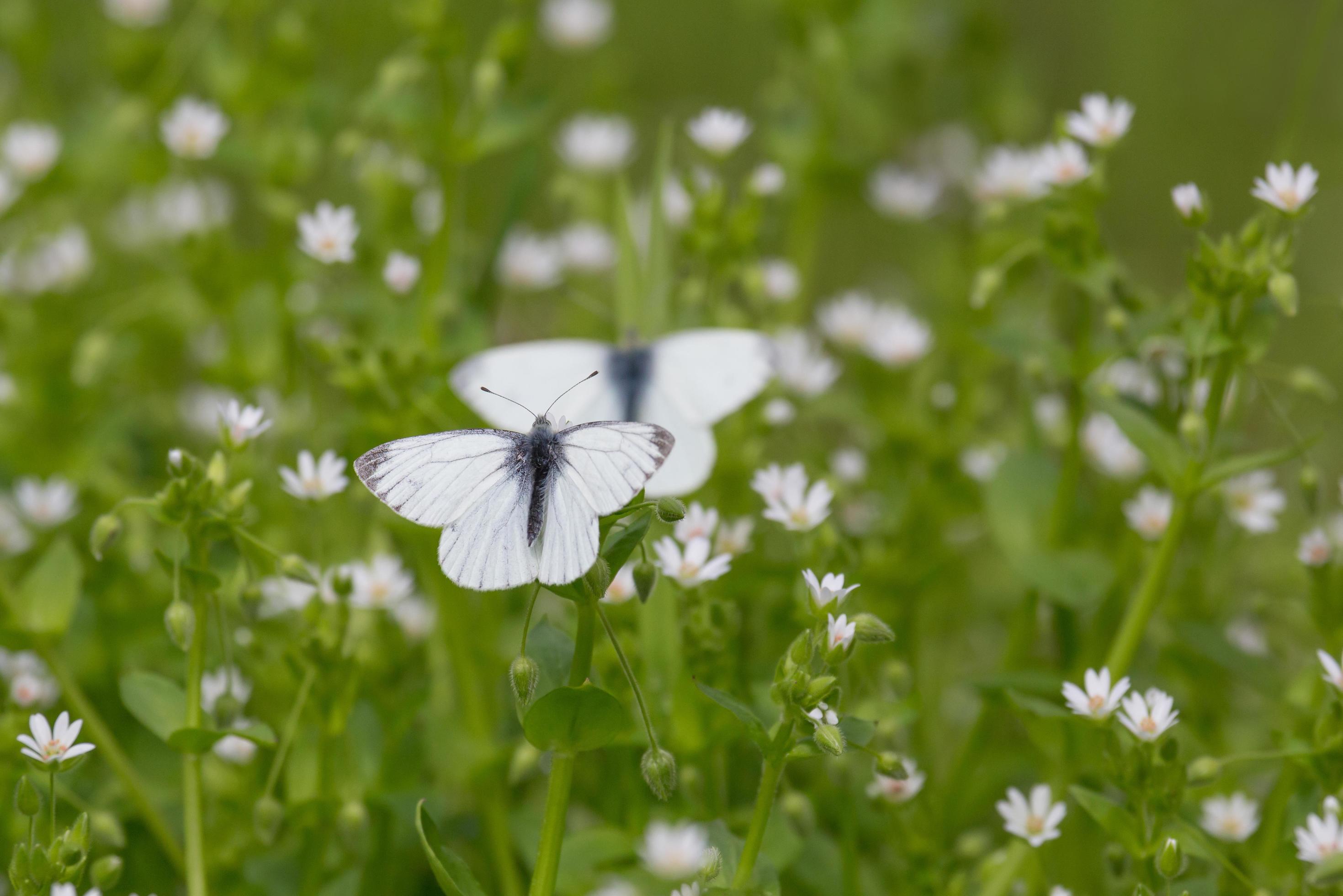 white cabbage butterflies sitting on flowers in grass Stock Free