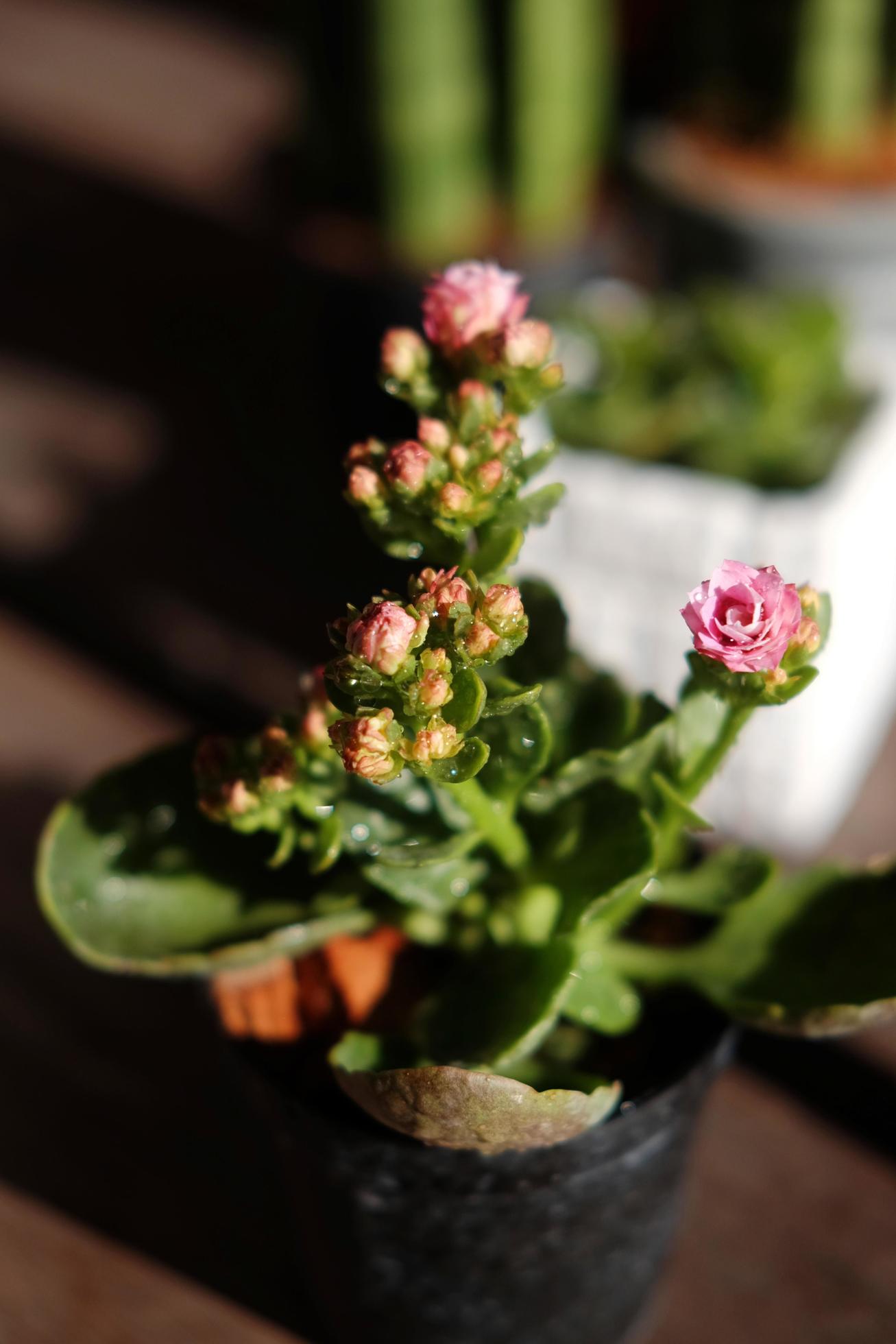 Blooming pink kalanchoe blossfeldiana flowers, Fragrant floral in garden with natural sunlight Stock Free