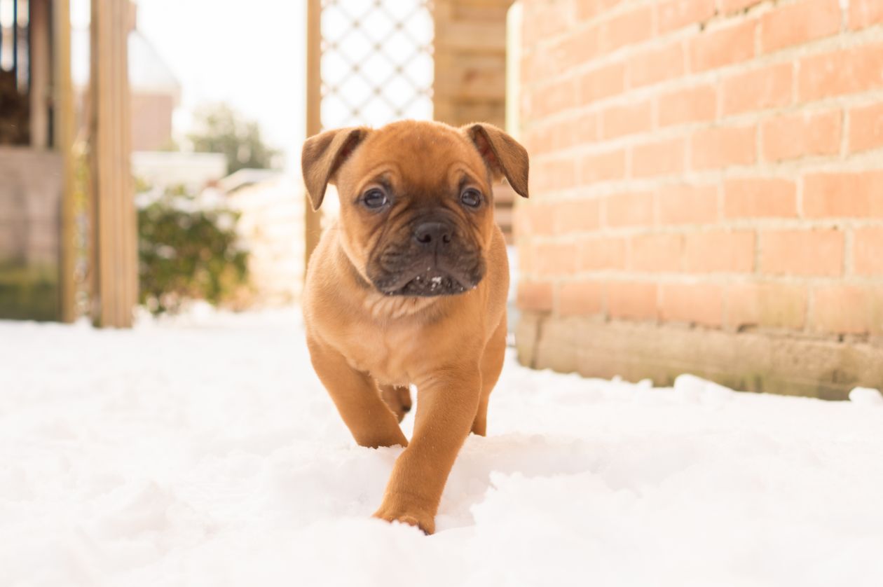 Puppy in the snow Stock Free