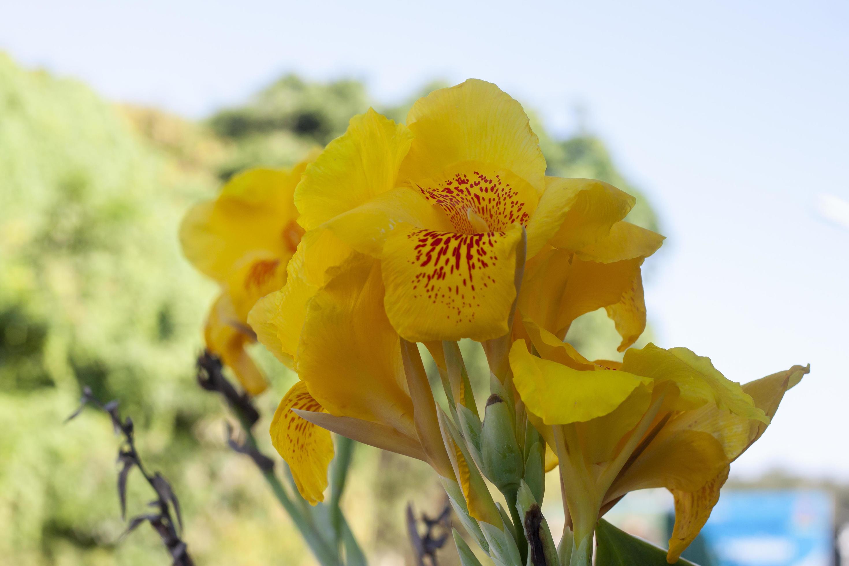 Fresh yellow canna lily flower bloom in the garden on blur nature background. Stock Free