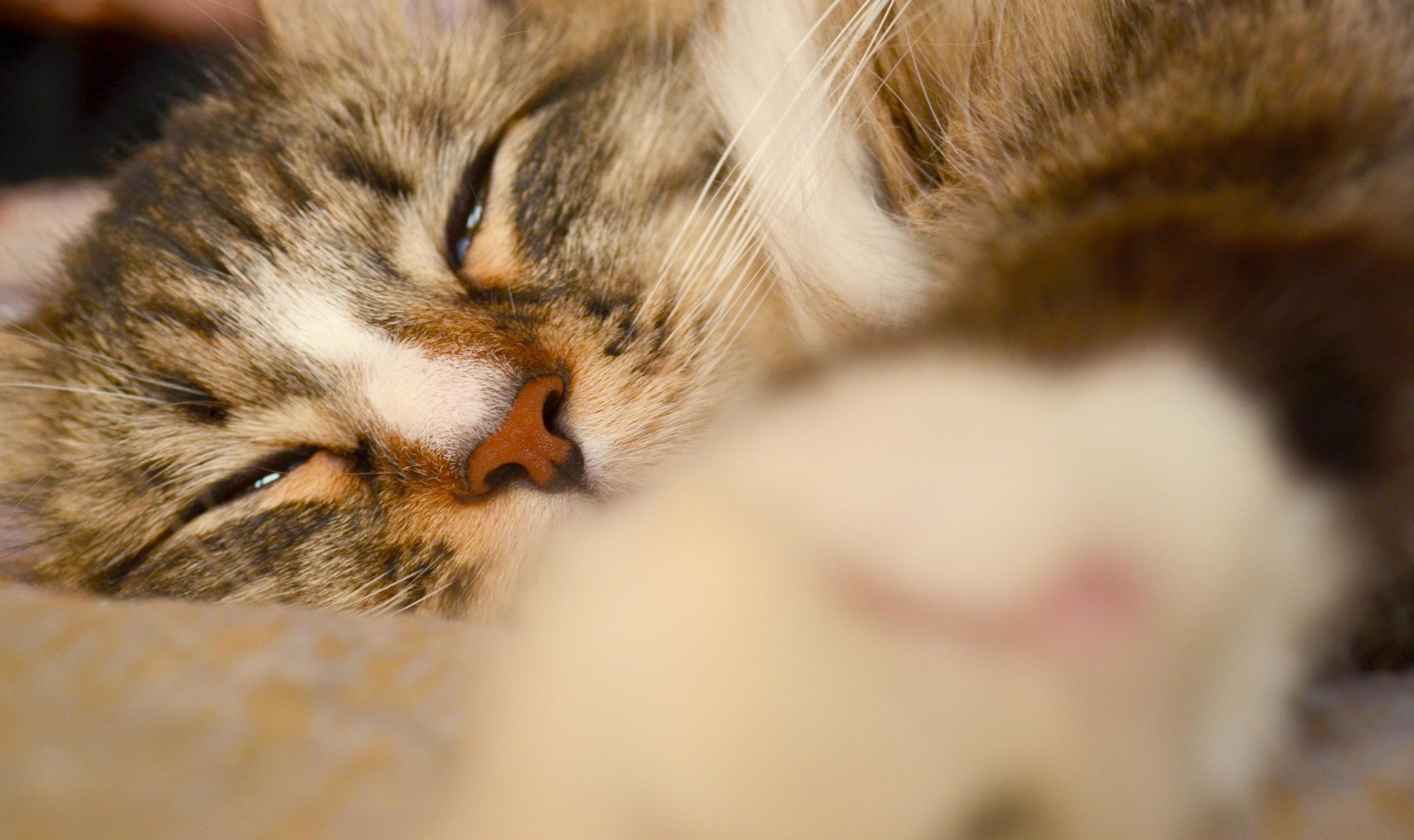 Sleepy long hair cat lying on the bed at home. Pet lifestyle concept. Sleepy cat’s face. Stock Free