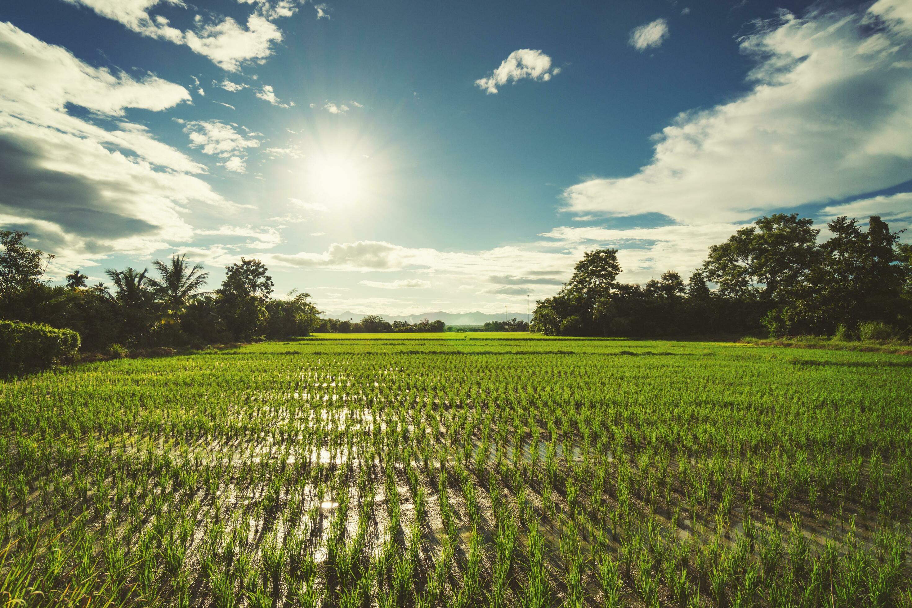 Rice field and sun blue sky with lens flare. Stock Free