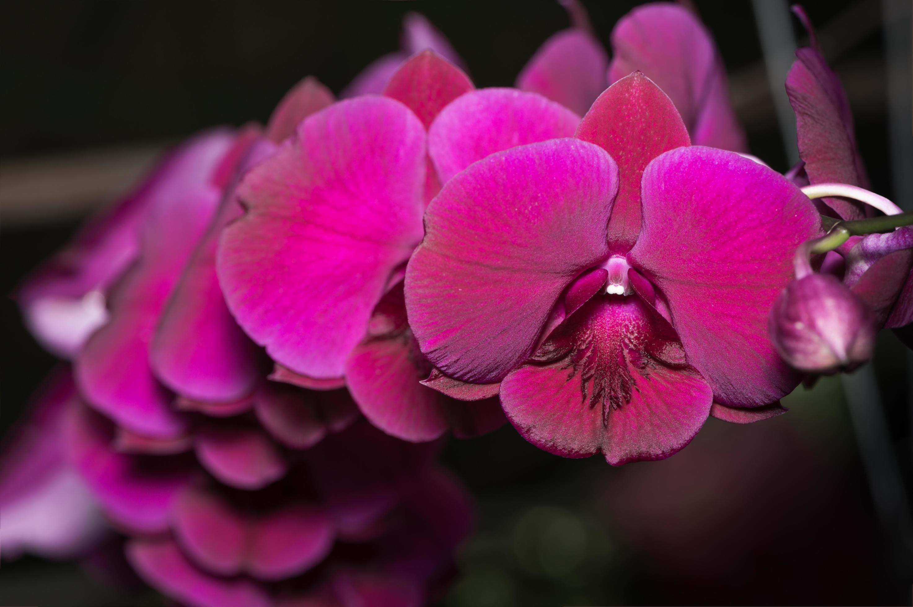 Pink Phalaenopsis orchid flower on dark tone Stock Free