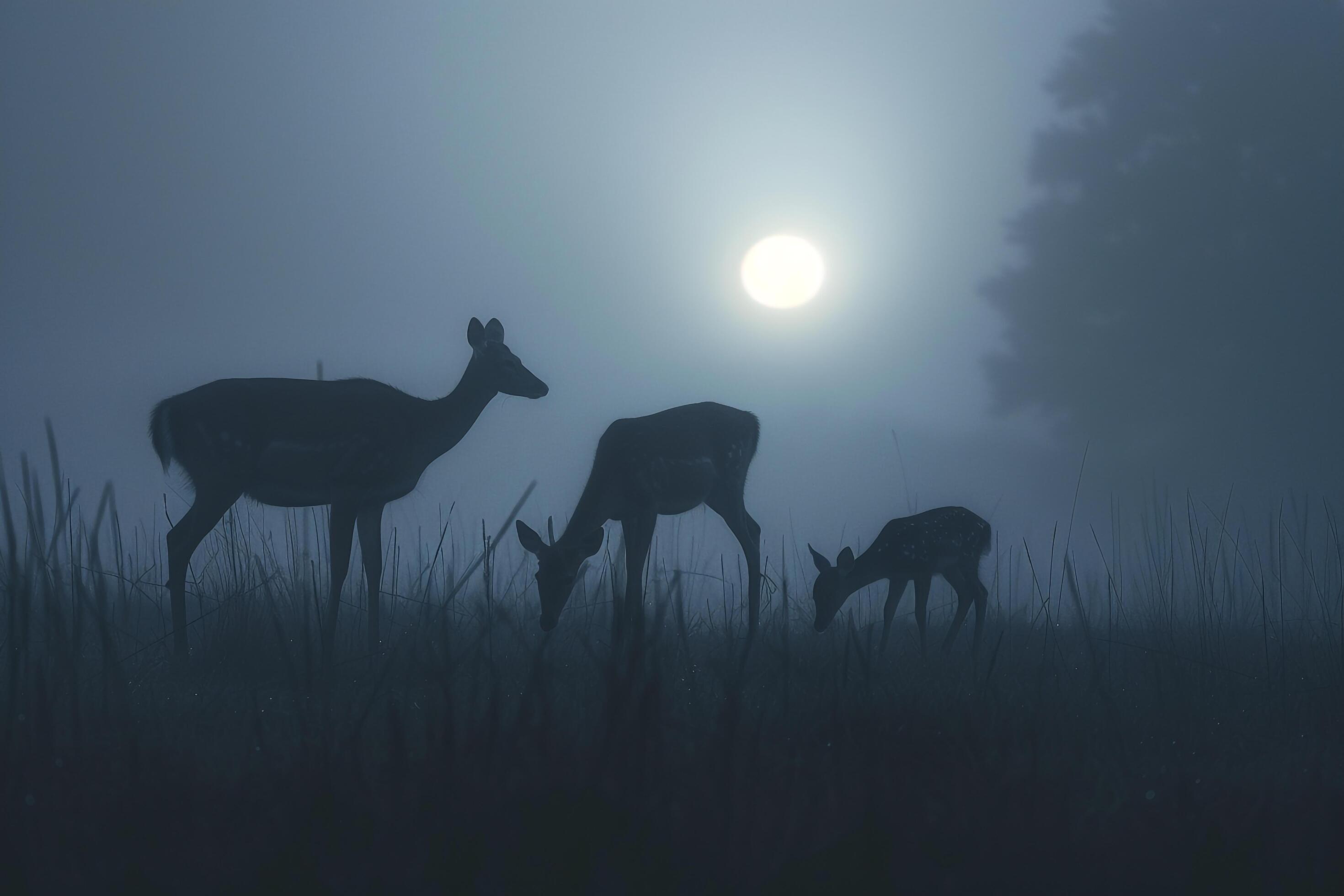 Moonlight Filtering Through Mist Casting Silver Glow on Family of Deer Grazing in Meadow Background in Nature Stock Free