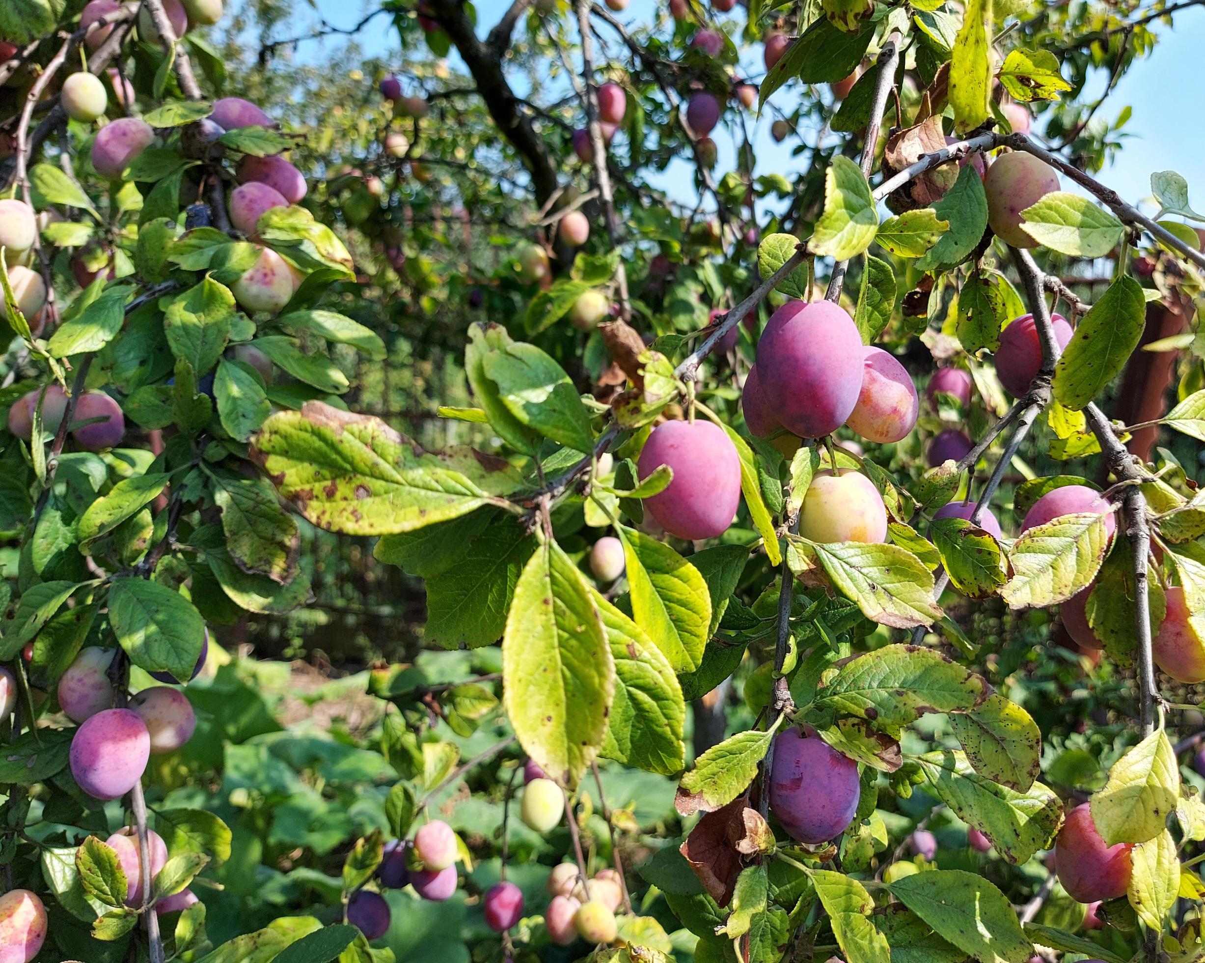 plum growing in the garden on the branches. food, plant, tree. summer, fruit, gardening. Stock Free