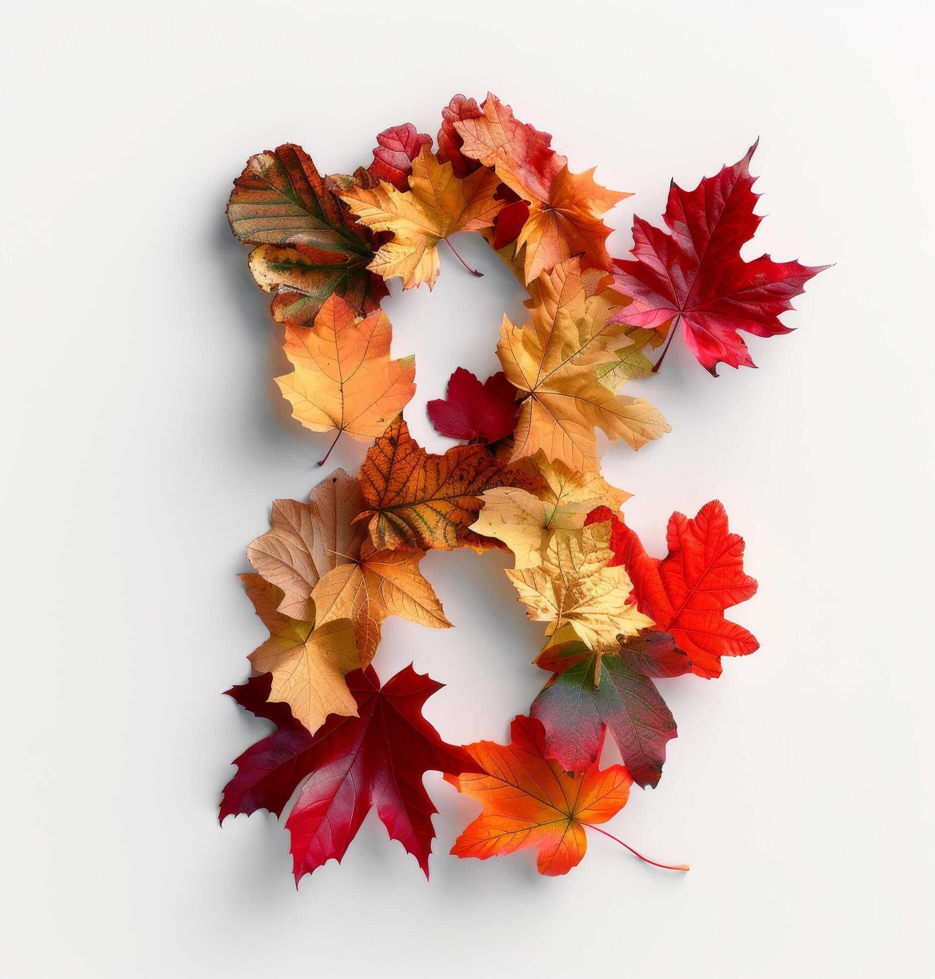 Colorful Autumn Leaves Formed Into the Number Eight on White Background Stock Free