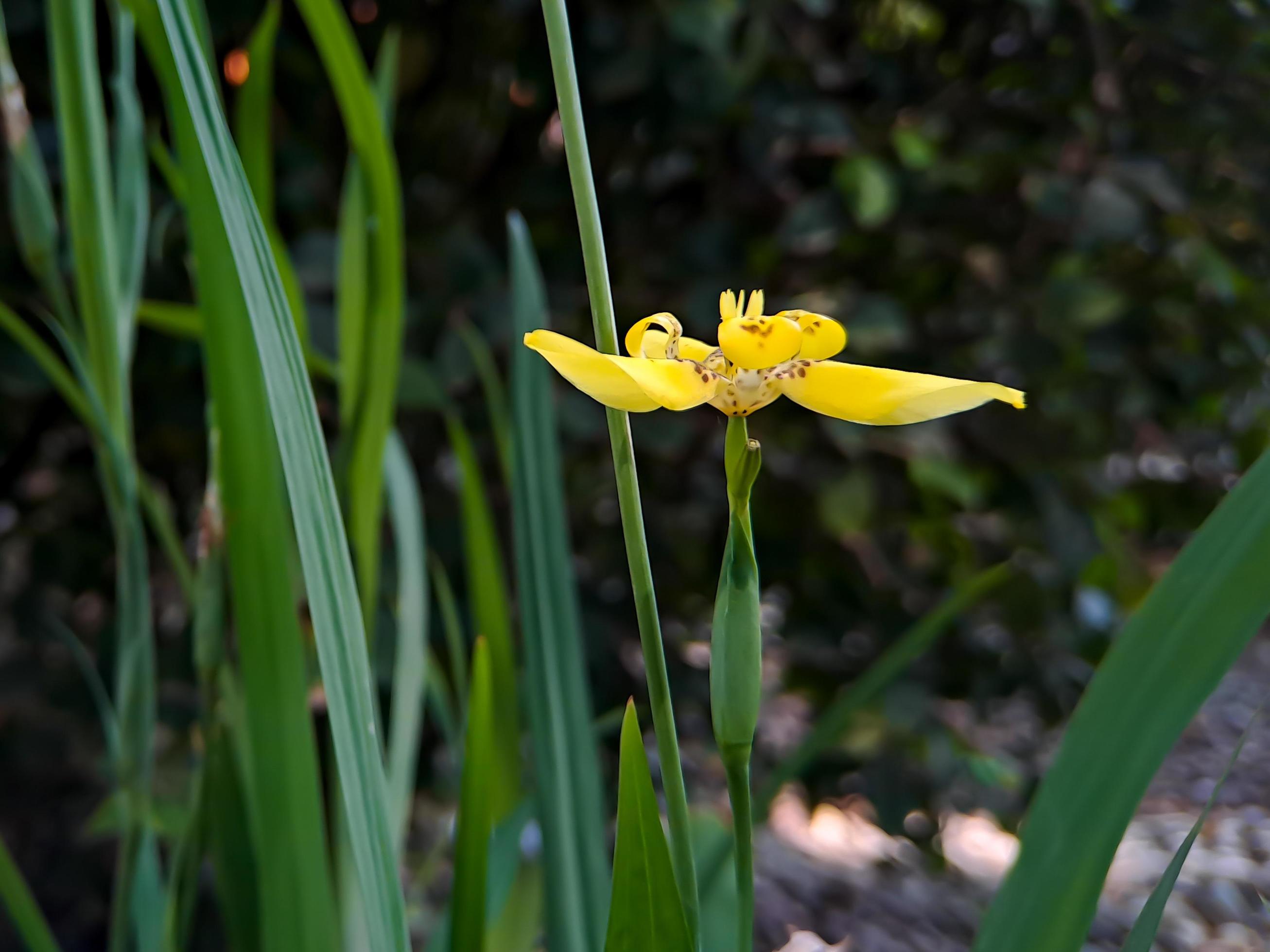 Neomarica longifolia is a species of perennial herb in the family Iridaceae. They are from The Neotropics and the Eye of Atlantica Stock Free