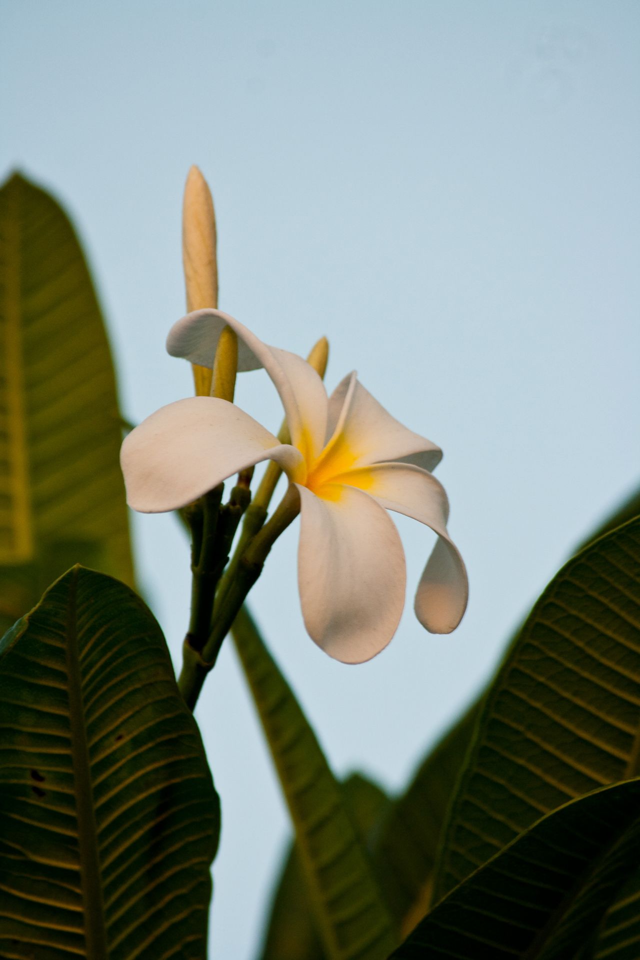 White Flower Stock Free