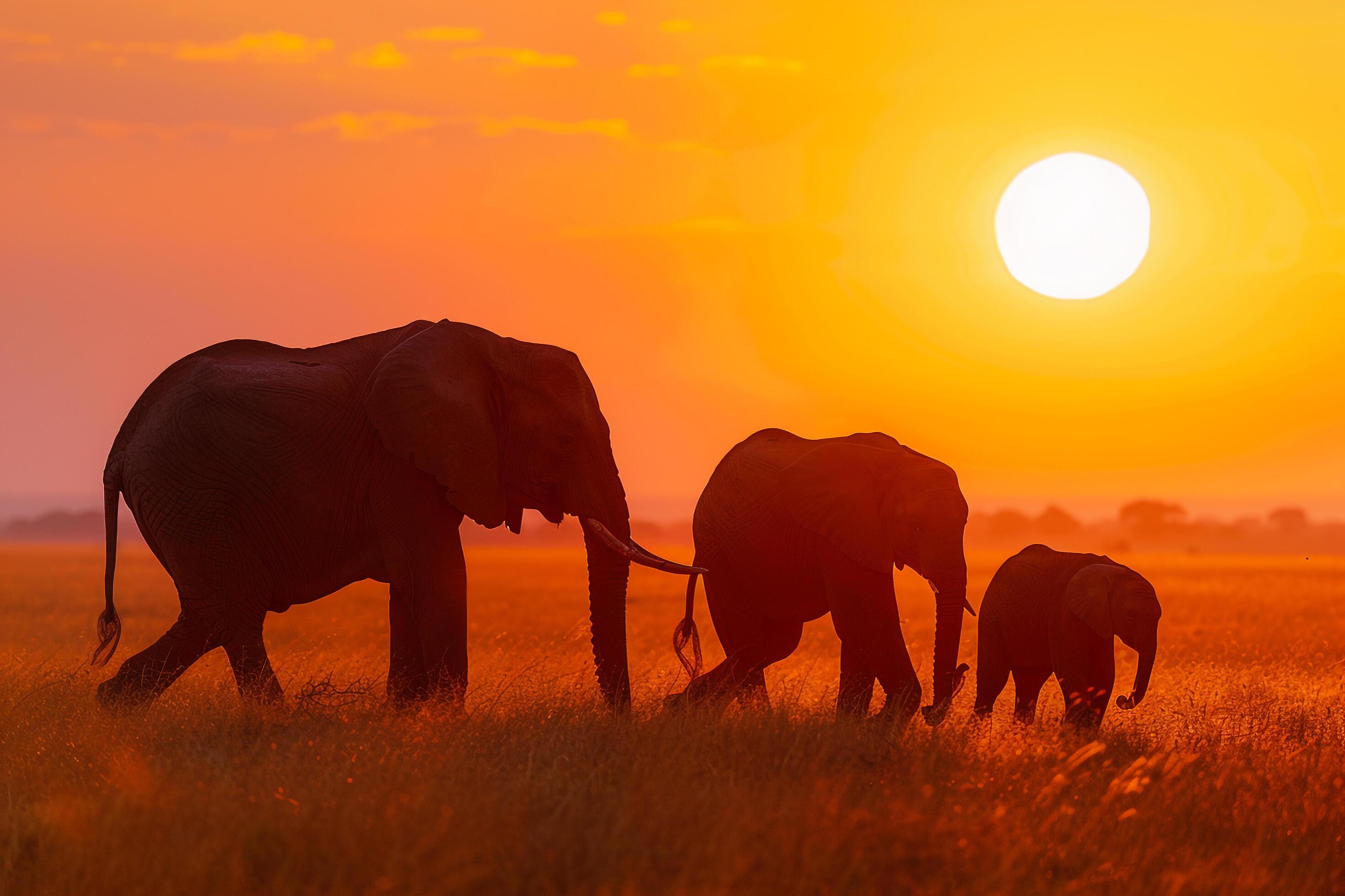 A family of elephants roaming the savanna at sunset. Nature. Background Stock Free