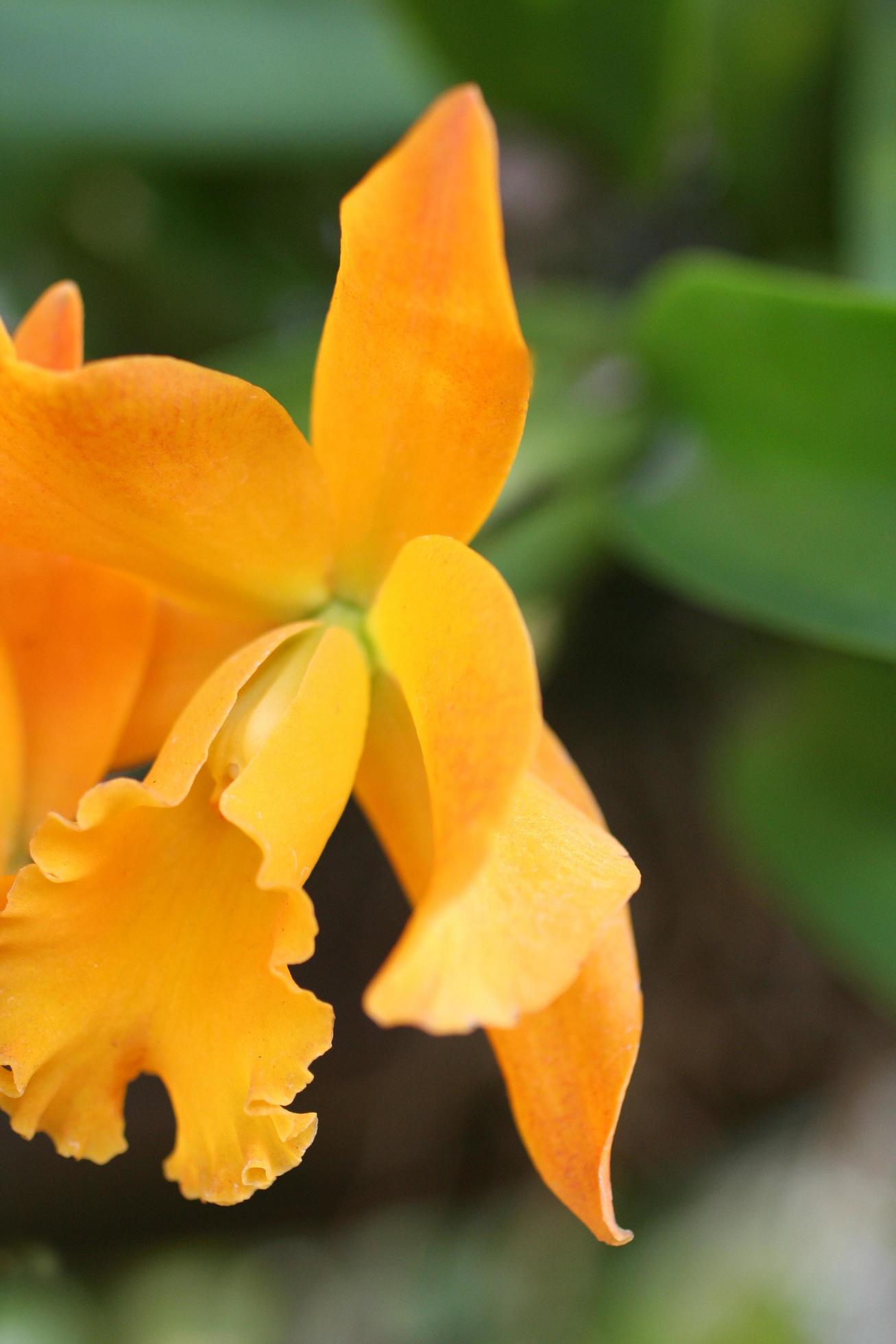 Beautiful yellow orchid flower Stock Free