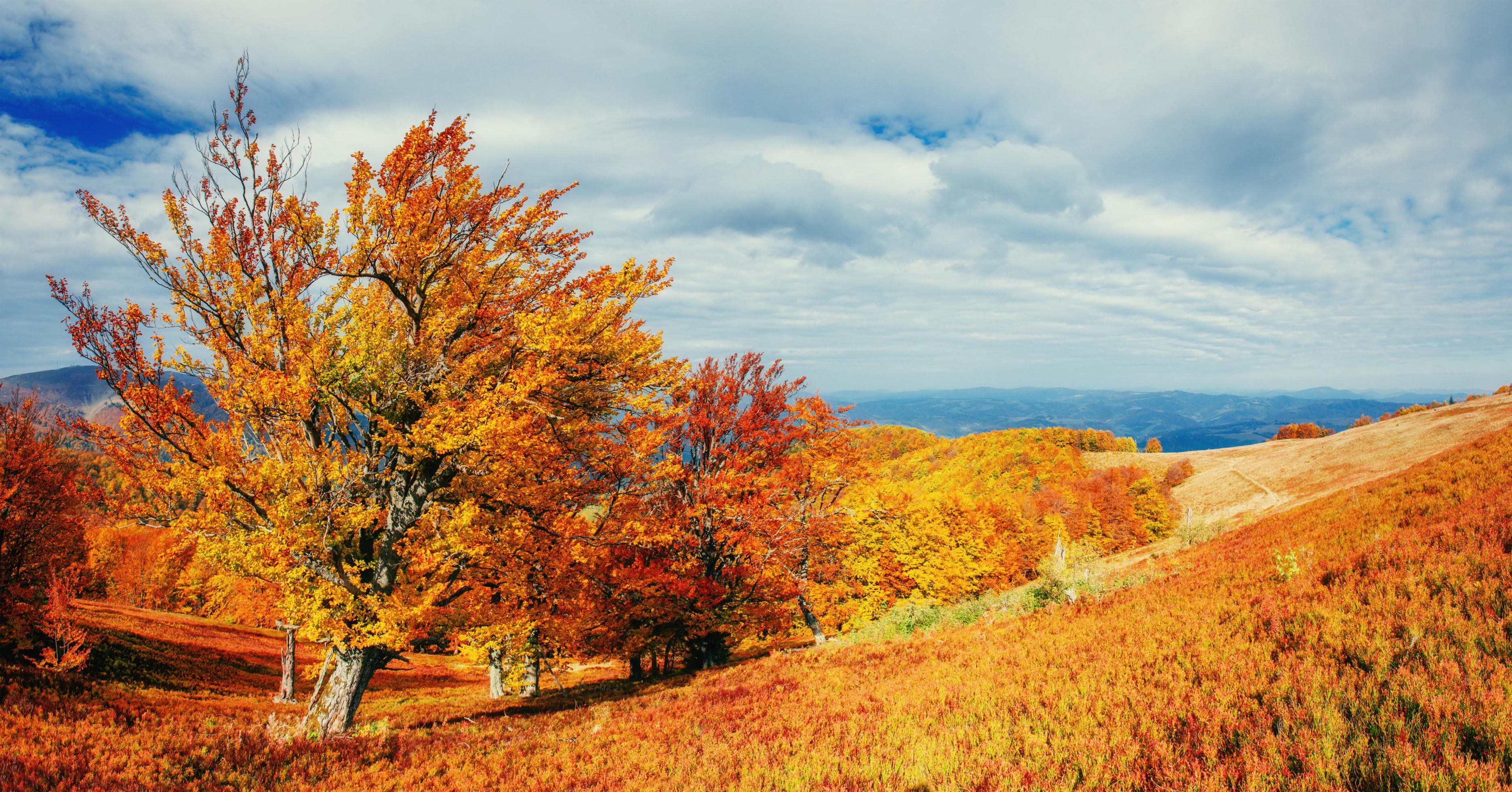 Autumn Landscape with a tree, colorful season, falling leaves Stock Free