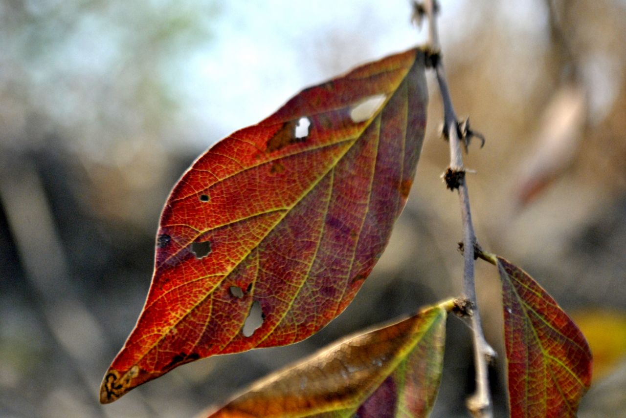 Leaf Insects Eaten Stock Free