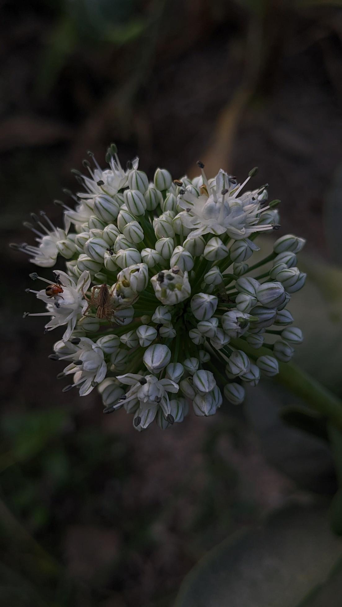 Onion flower on portrait blur background, close-up photo of growing onion vegetable Stock Free