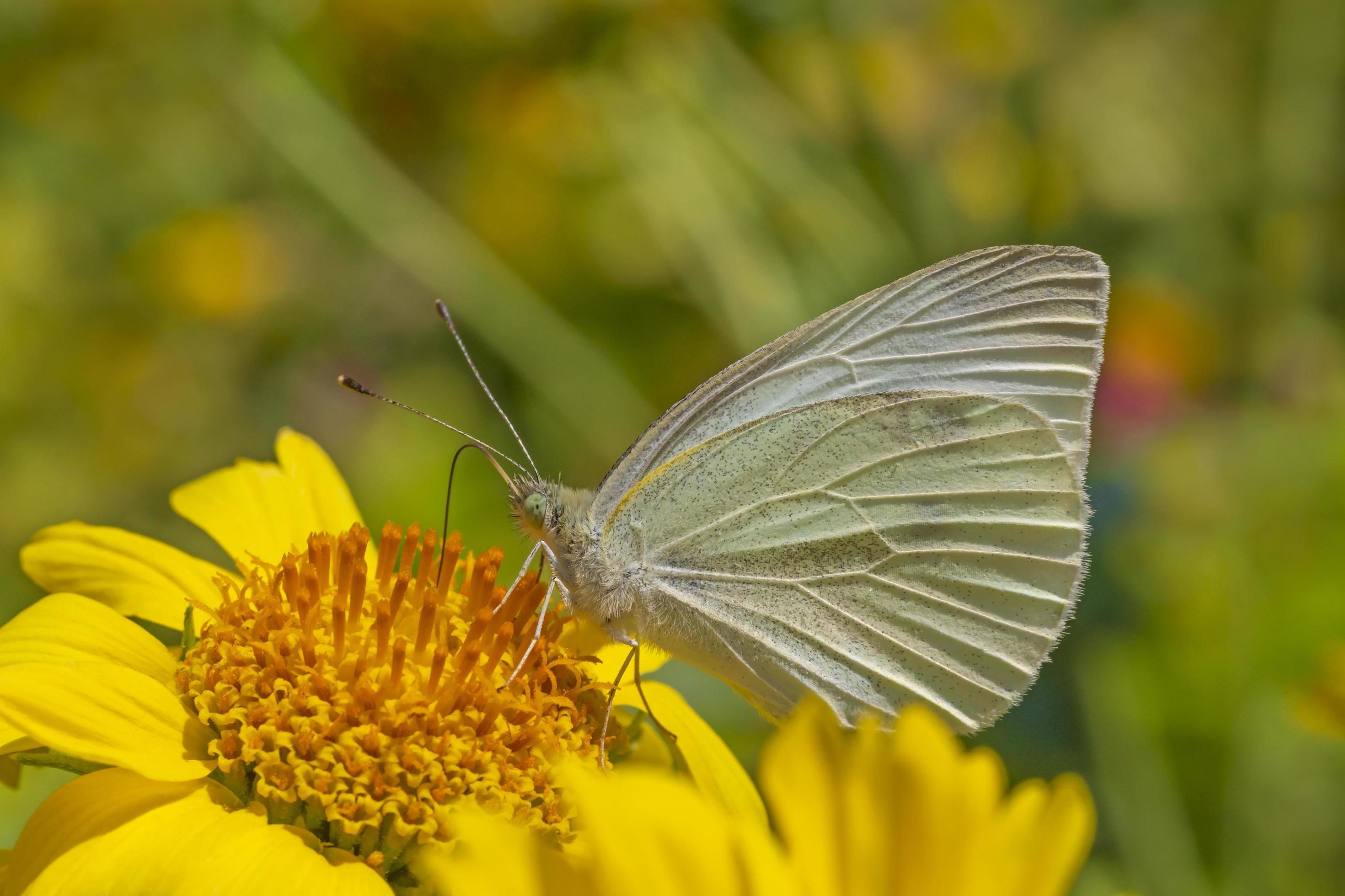 close up of small white butterfly sitting on yellow flower Stock Free