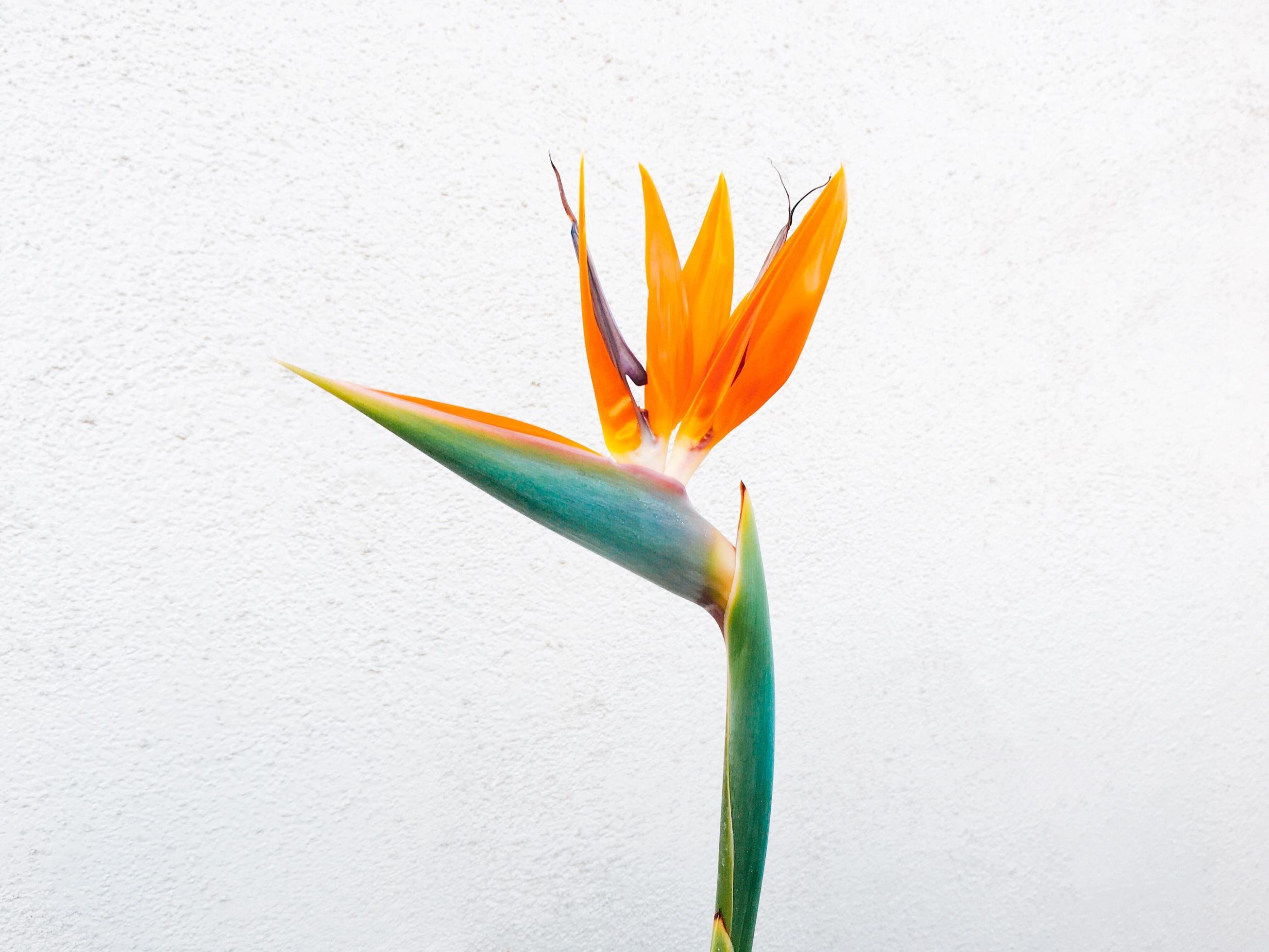 Orange birds of paradise flower close up Stock Free