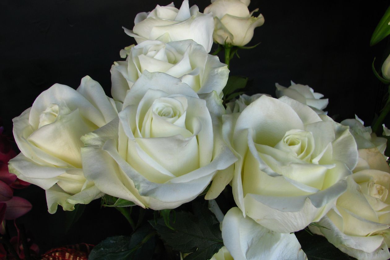 White roses Stock Free