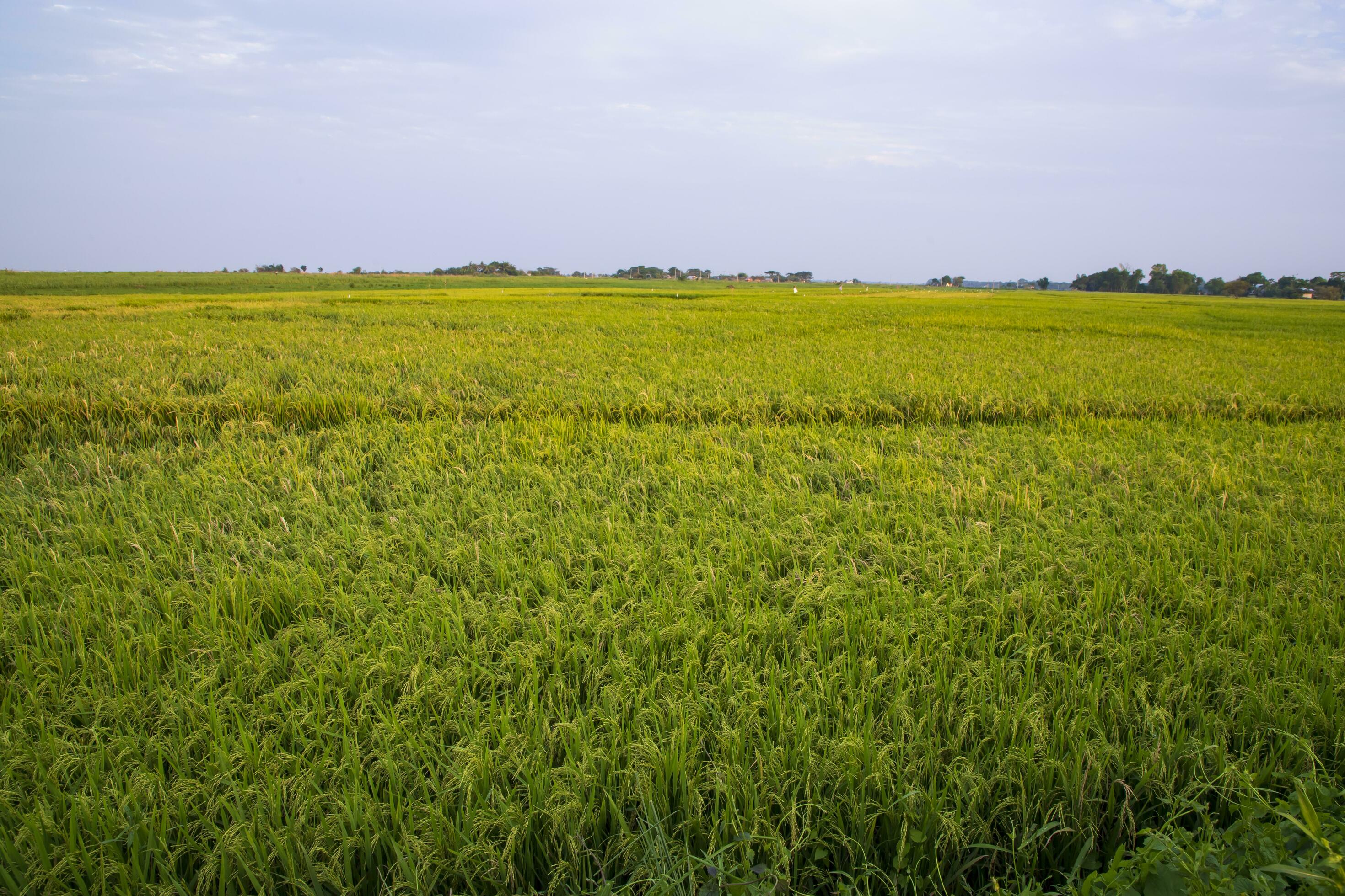 Natural landscape view of agriculture harvest Paddy rice field in Bangladesh Stock Free