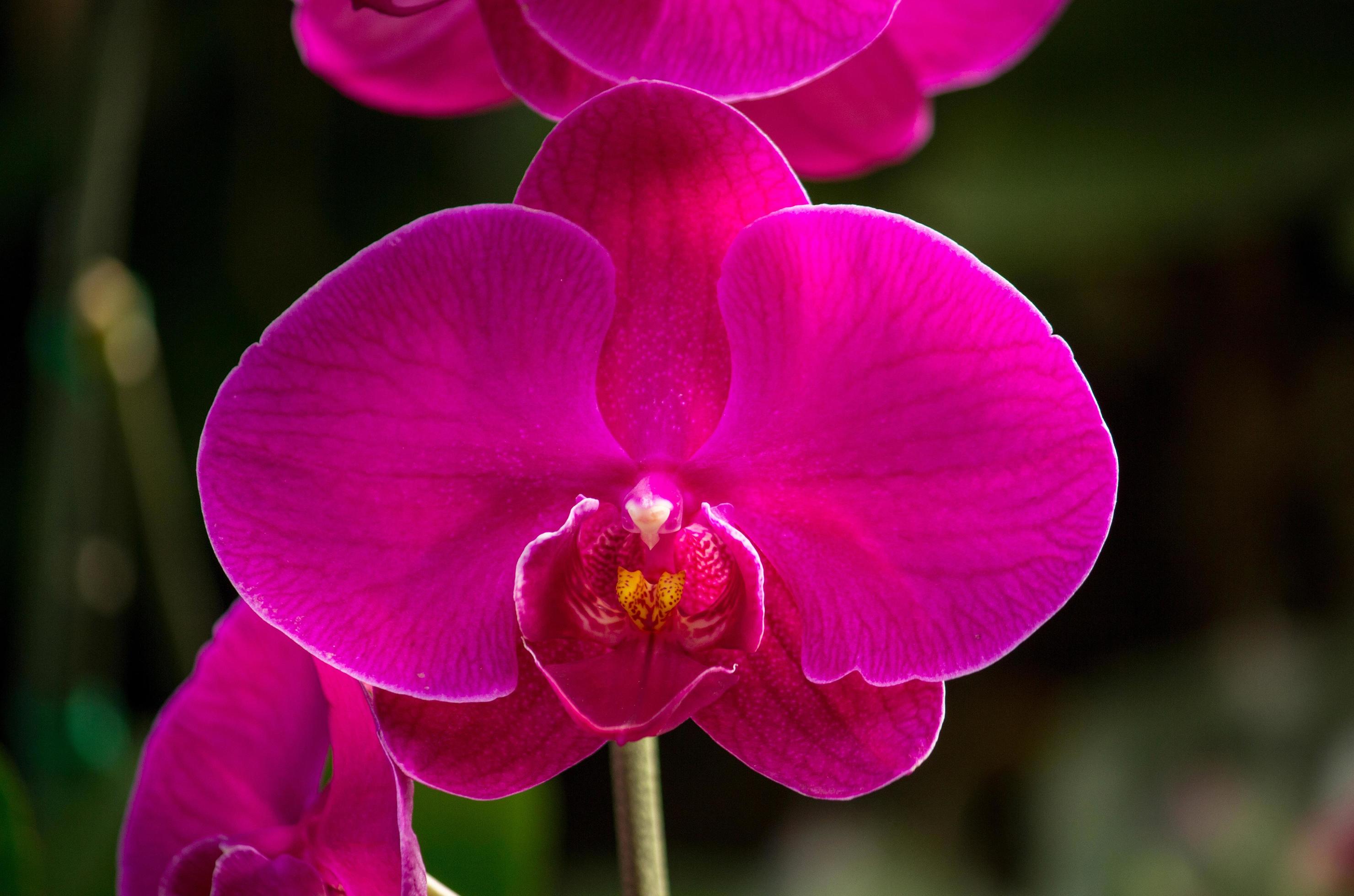 Pink phalaenopsis orchid flower Stock Free