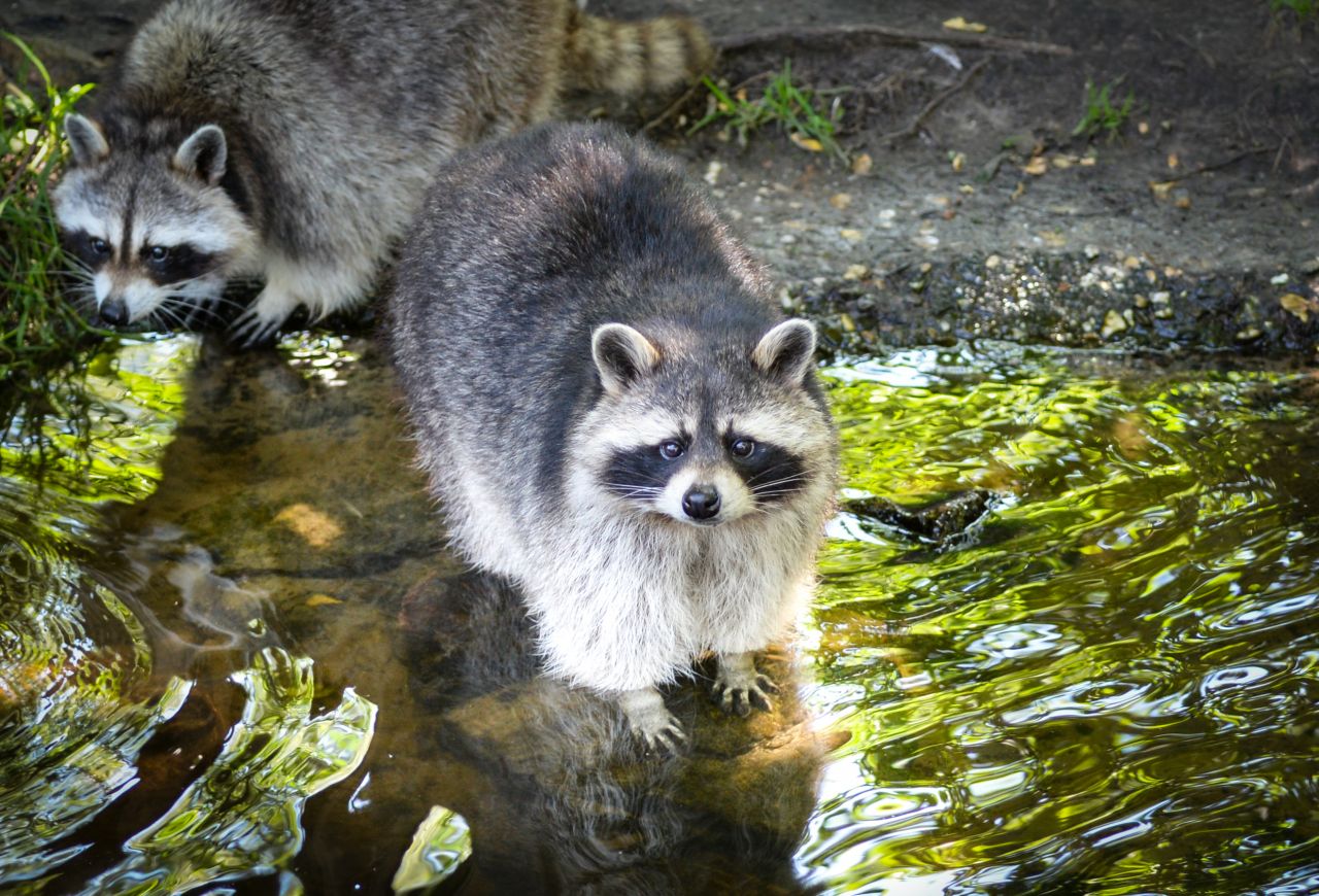 Cute raccoon Stock Free