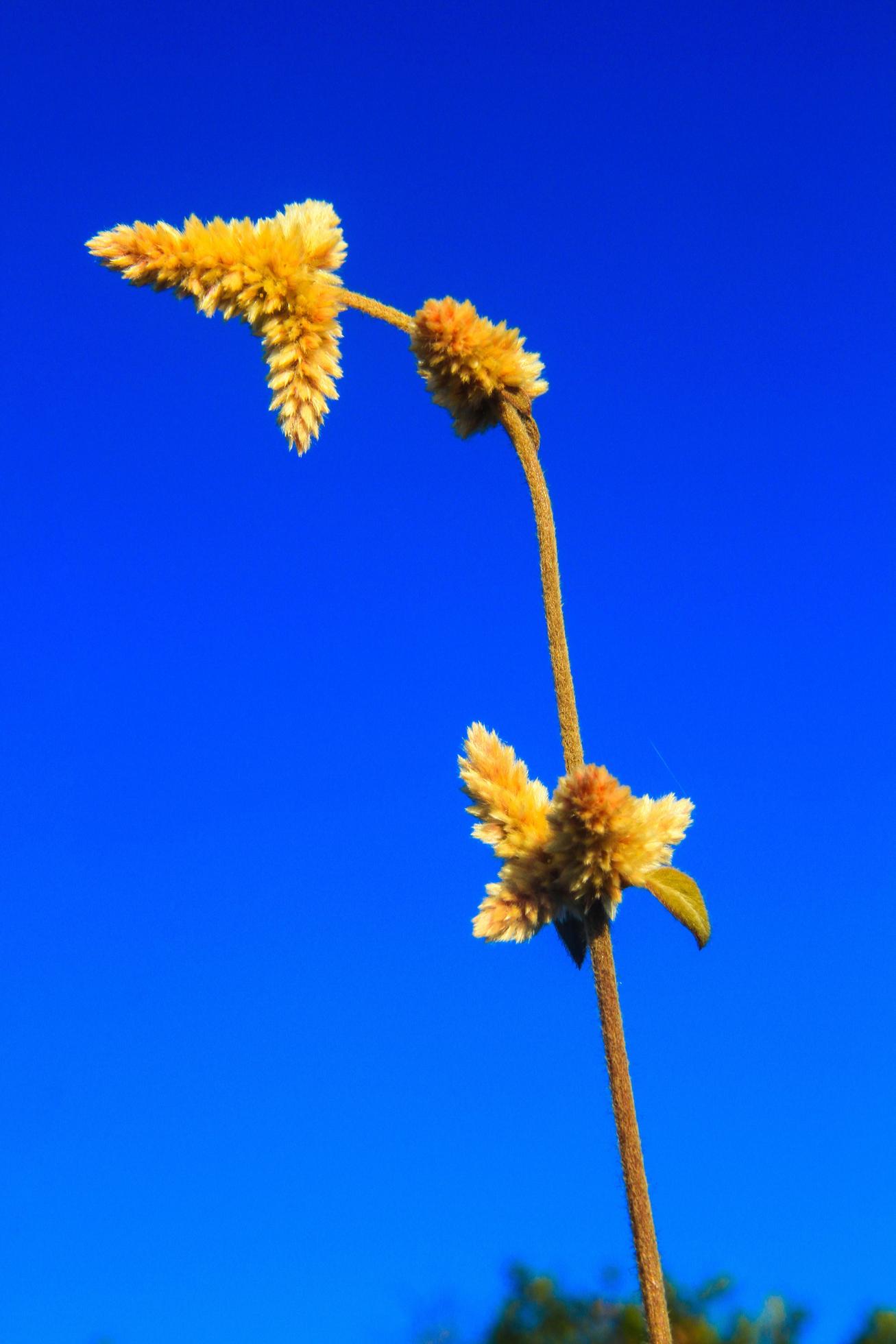 Beautiful Wild flowers with blue sky on the mountain Stock Free