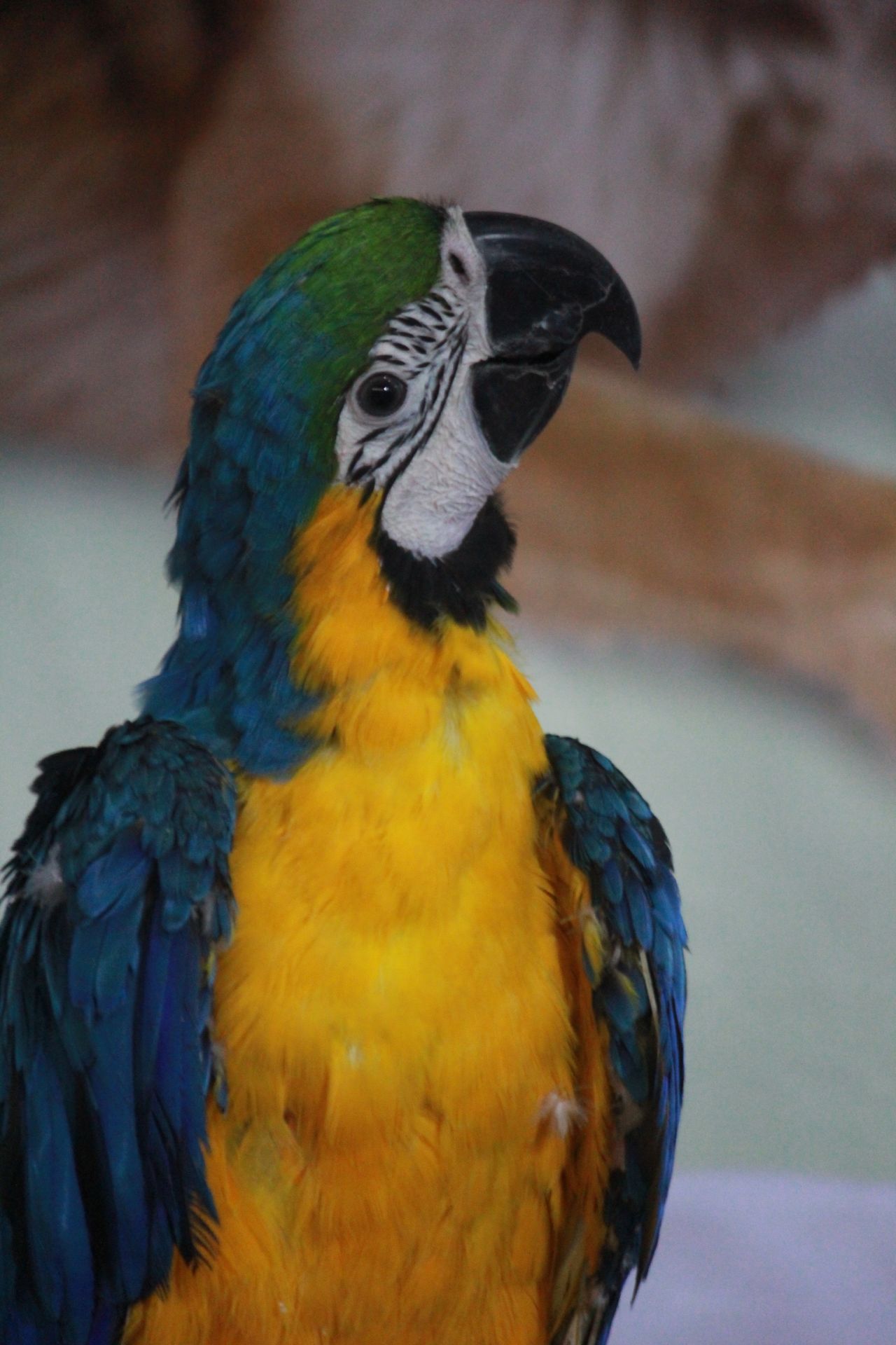 Blue And Yellow Parrot Macaw Stock Free