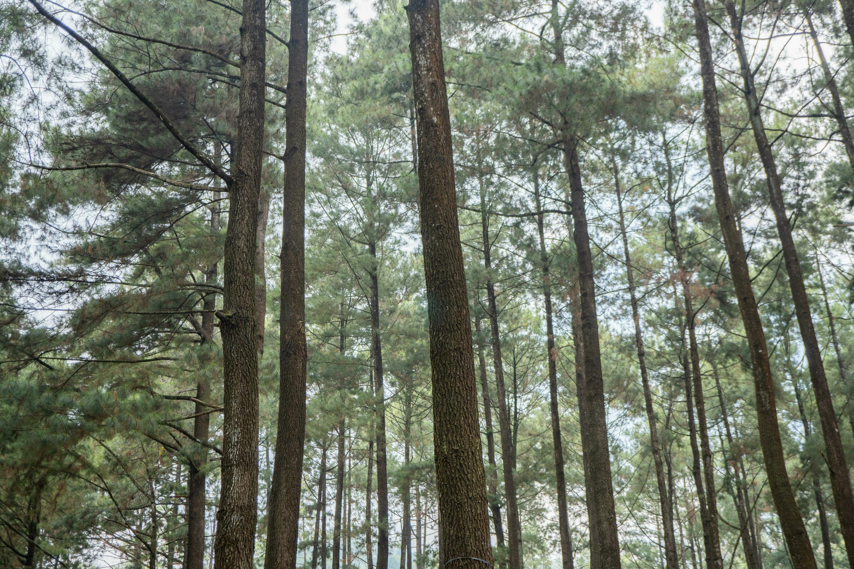 Lot of brown Pinus sylvestris fruit on the pine forest camping ground. The photo is suitable to use for nature botanical background and content media Stock Free