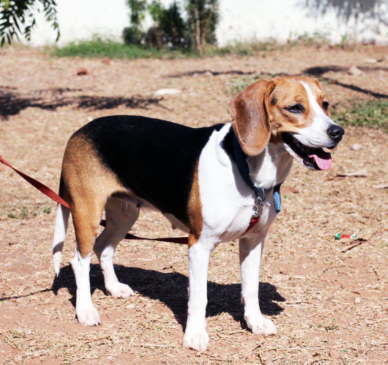 Beagle Standing Stock Free