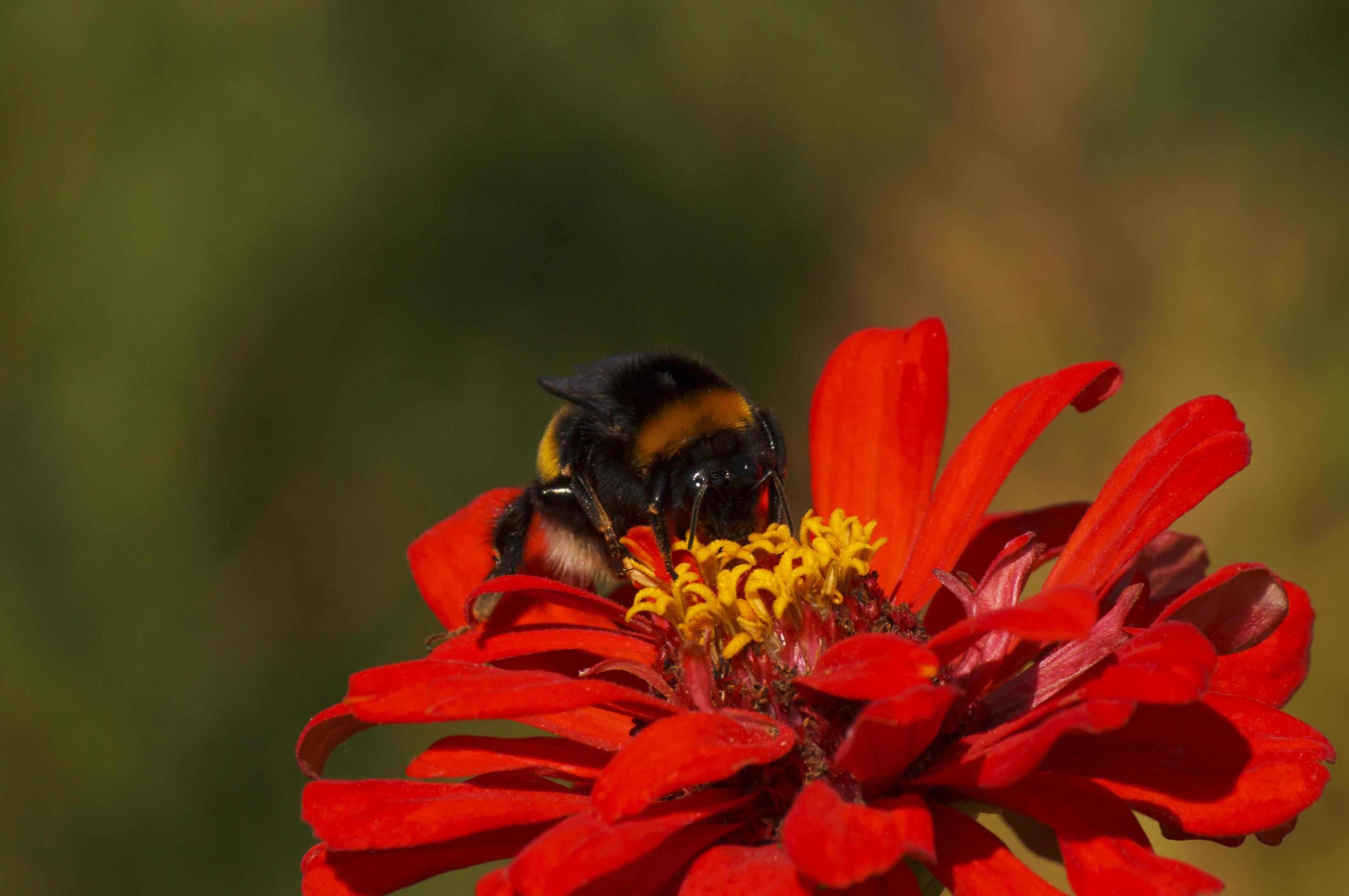 close up of bumblebee on flower Stock Free