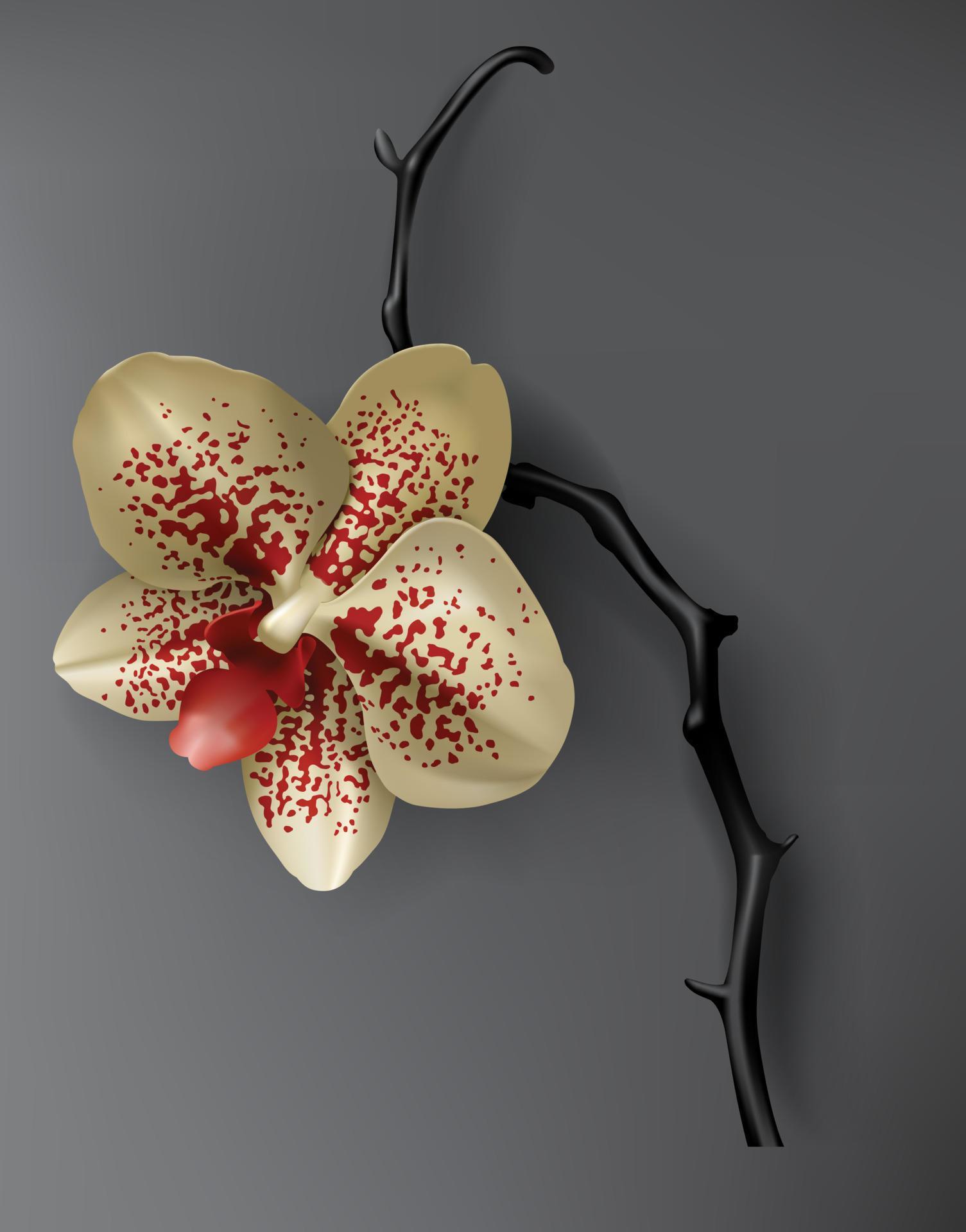 Tropical black, red and gold orchid flower on dark Stock Free