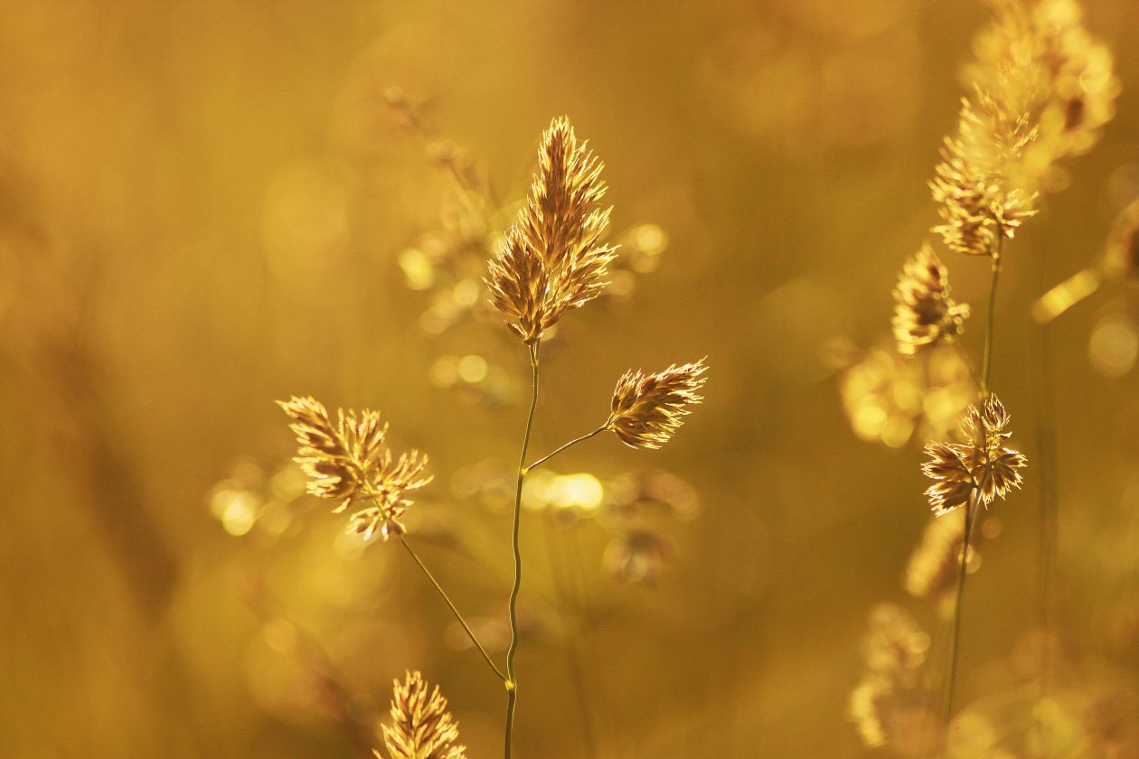 Wheat Plant during Sunset Stock Free